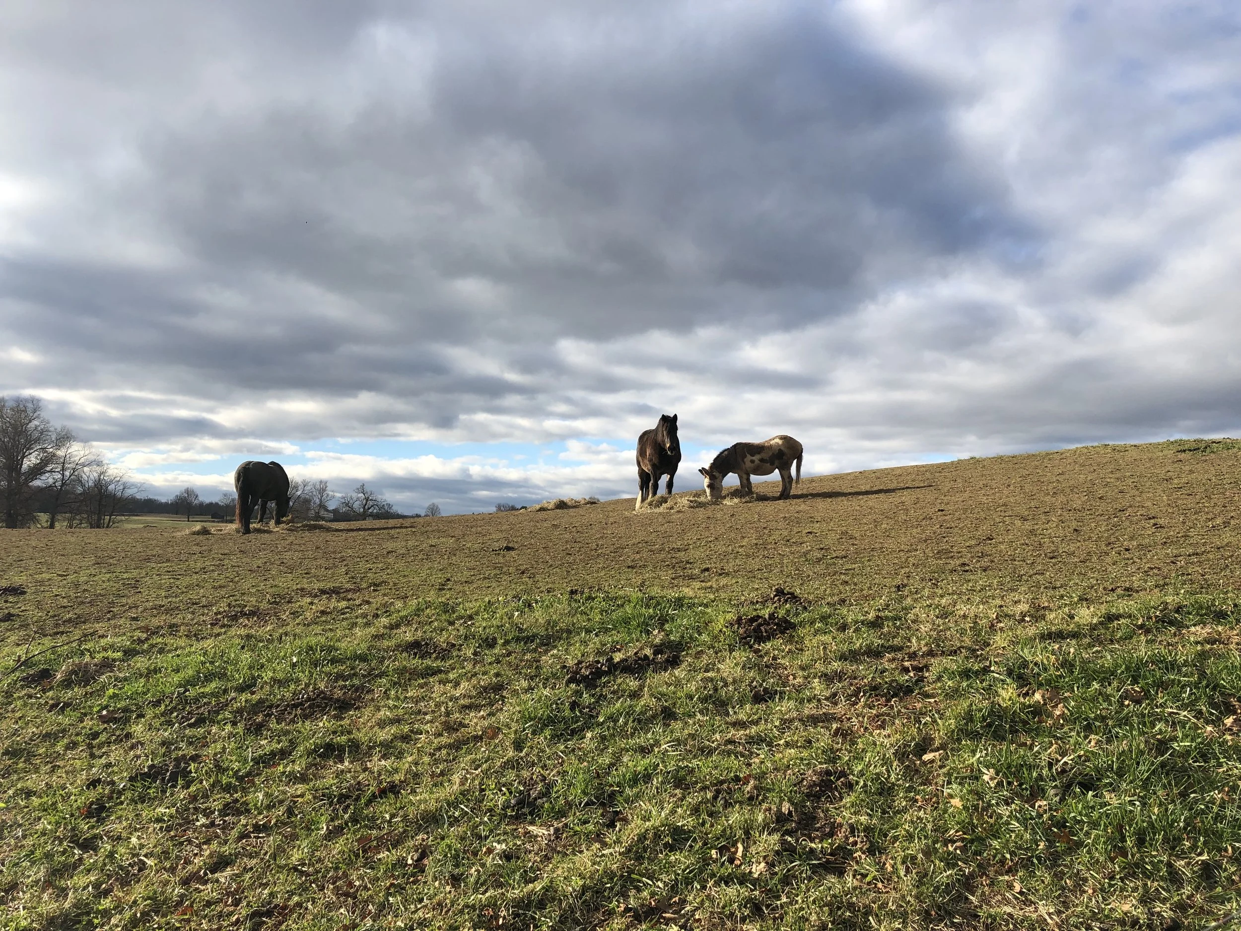 Flower, Teddy and Prince enjoying their afternoon hay