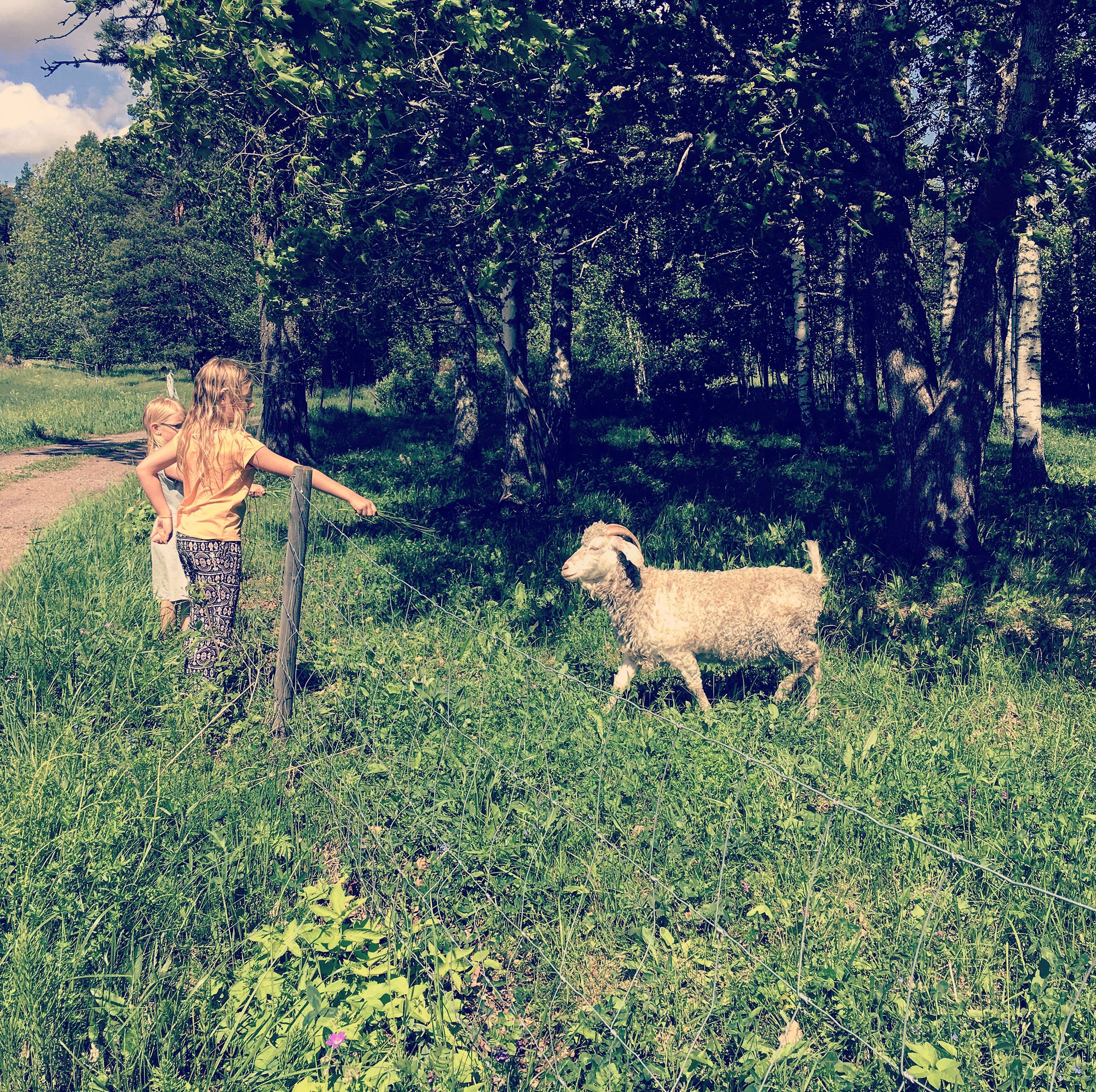 2017-06-11 13.35.19.jpg