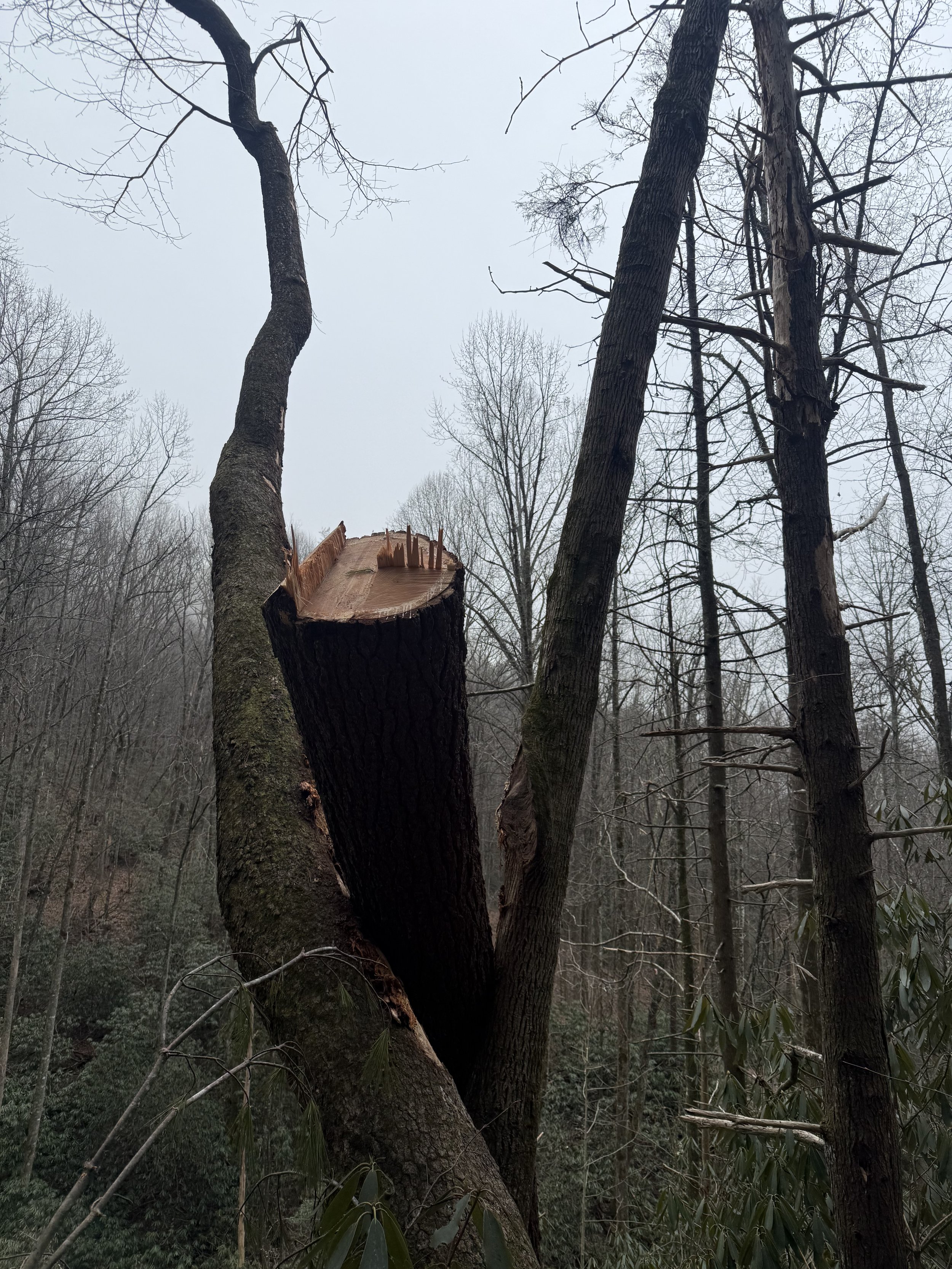 Hope in the Holler: Some Good News to Start the Year