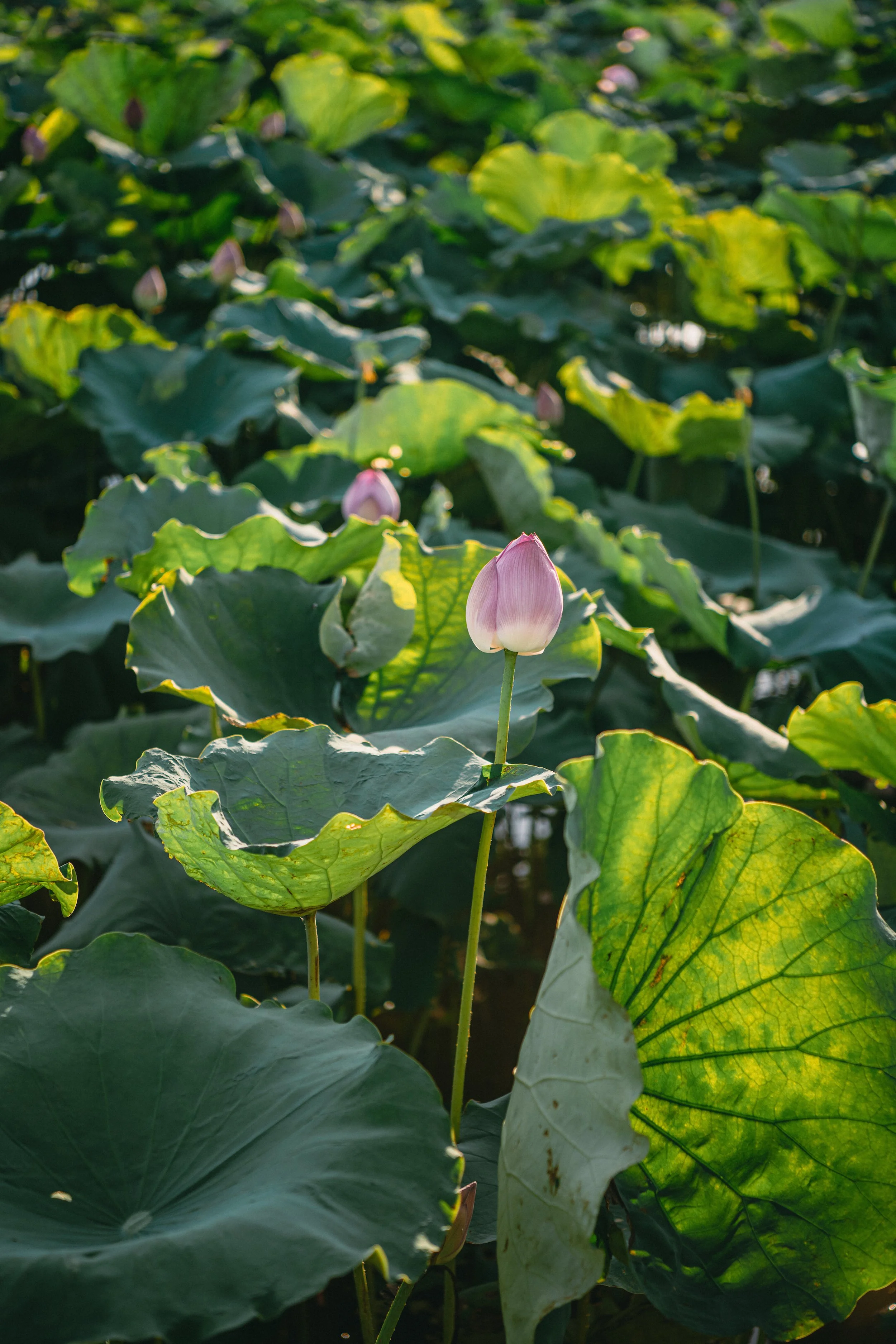 Silk Lotus