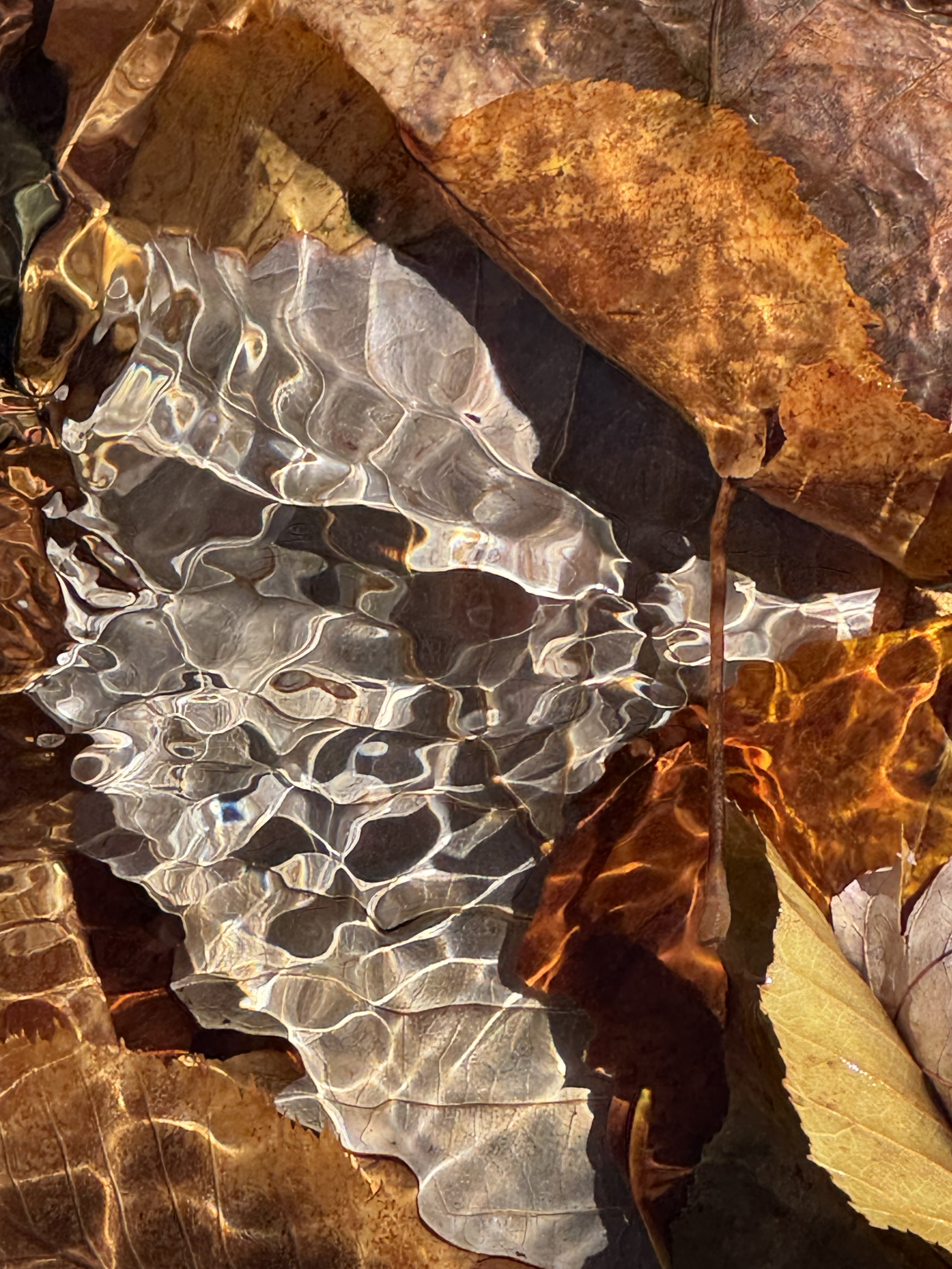 St. Mary's River, VA - XVII