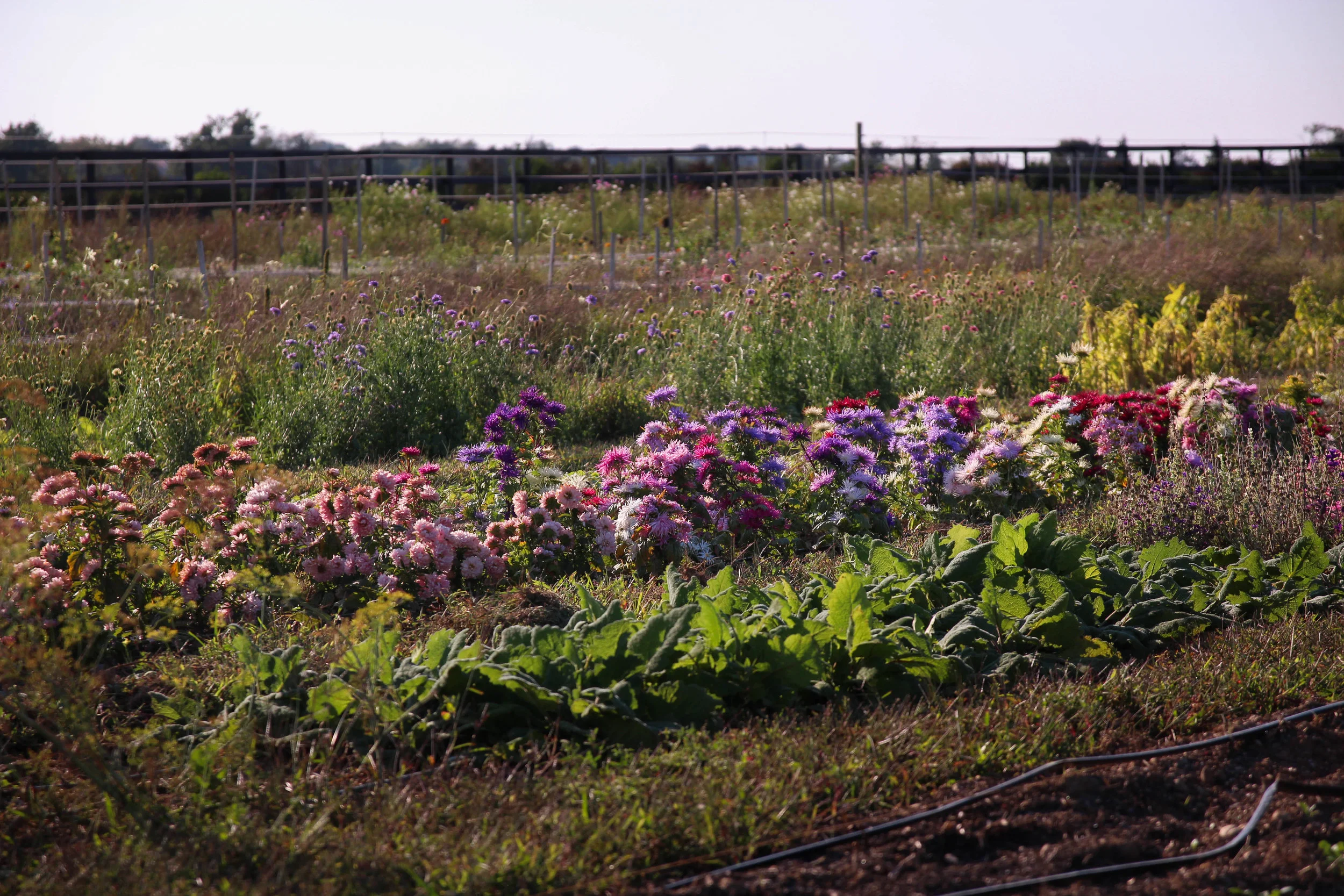 Photo by North Fork Flower Farm