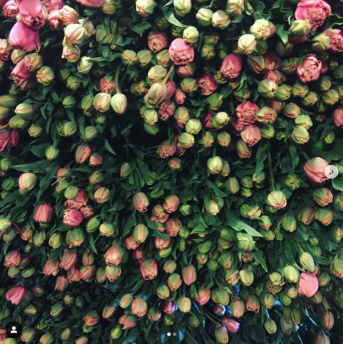Photo by Pierpont Blosom Farms