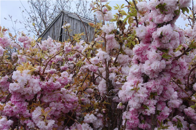 Photo by Barbaraellen Koch for North Forker