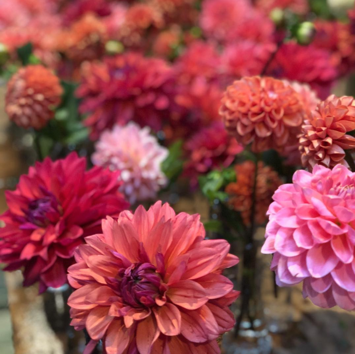 Credit Pierpont Blossom Farm2.png