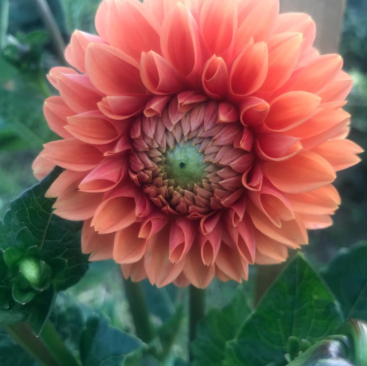 Credit Pierpont Blossom Farm3.png