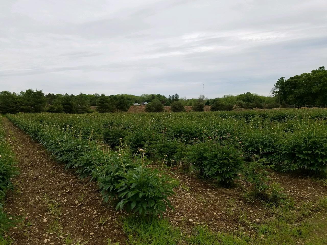Credit Malik Farms.jpg