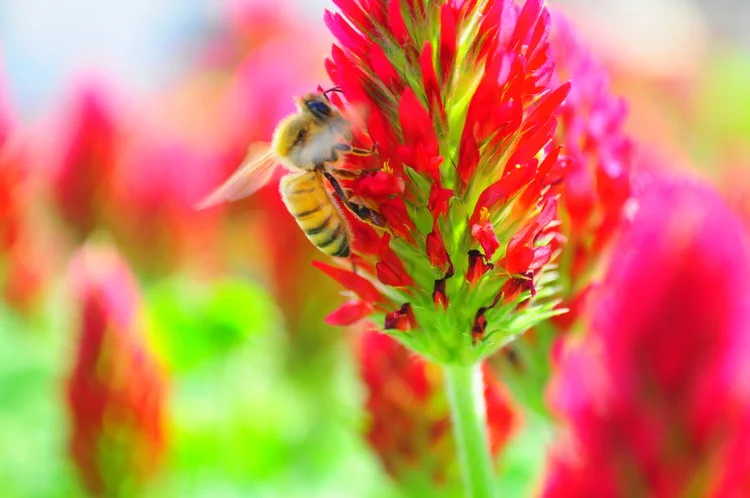 Photo by Brooklyn Grange Farm