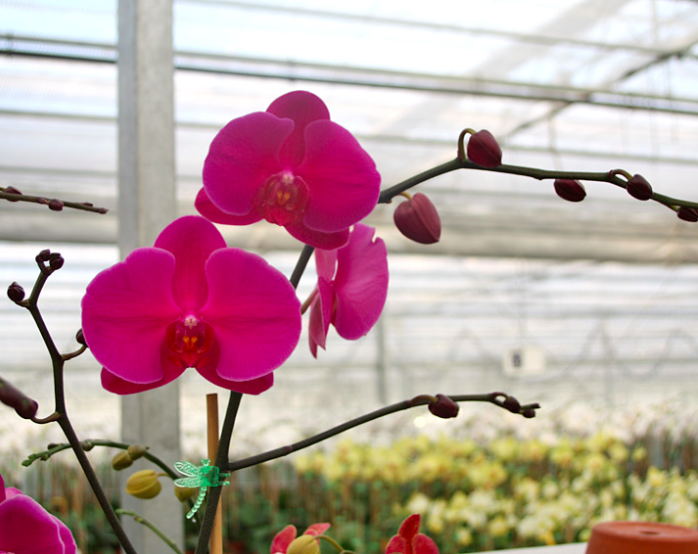 Photo by Bianchi-Davis Greenhouses