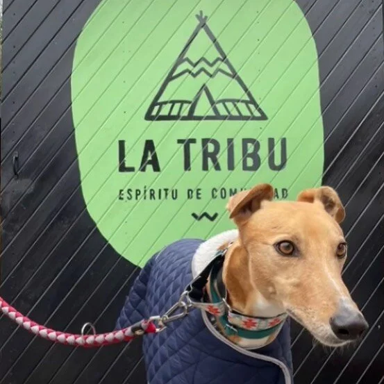 Logotipo aplicado al frontis del restaurante @latribu_valdivia 💚
.
//Identity and logotype for familiar restaurant.
.
.
.
#logotipo #identidad #identity #brandingrestaurantes #restaurante #branding #dise&ntilde;ografico #dise&ntilde;ochileno #chiled