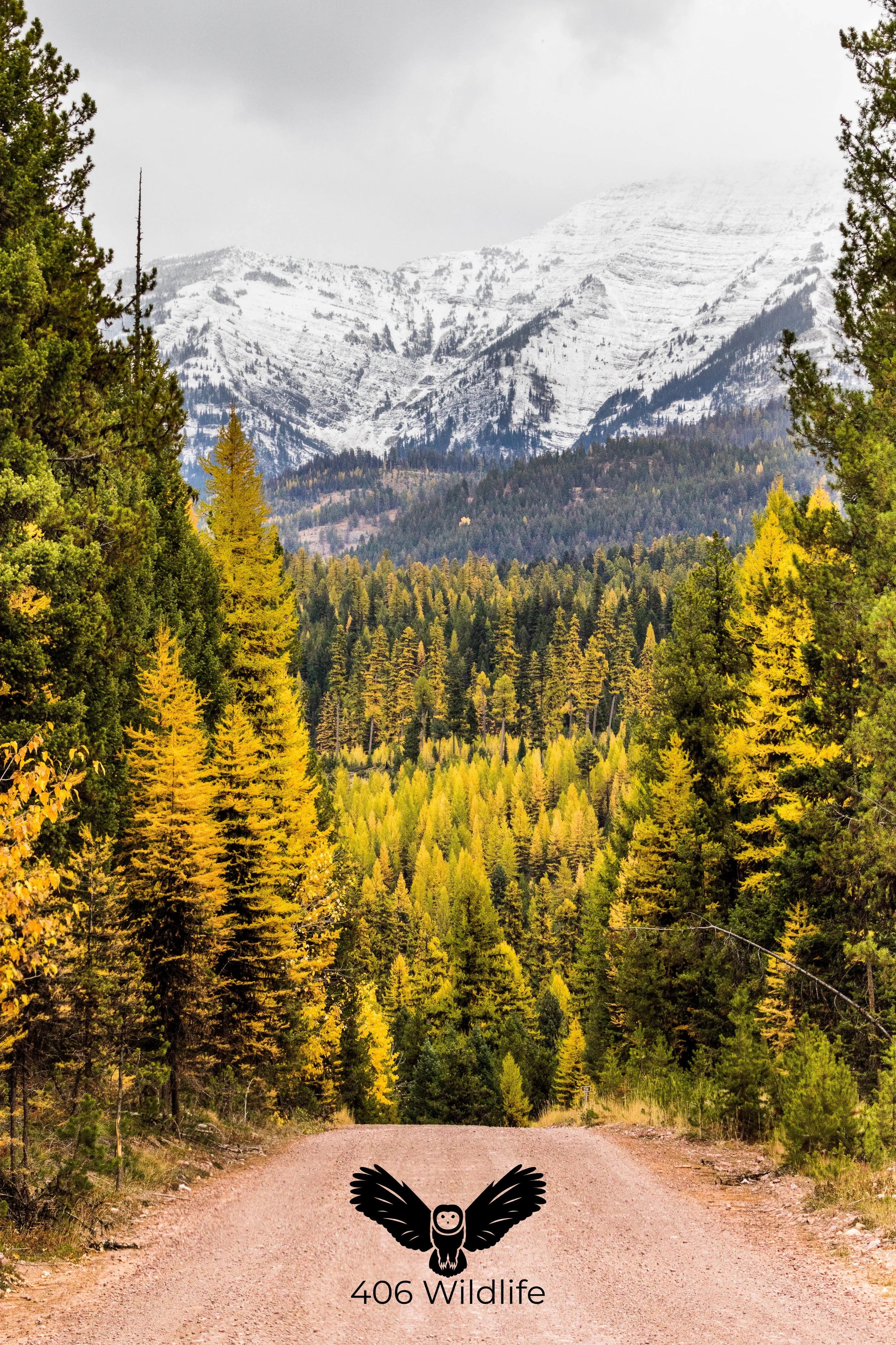 Larch Overload 