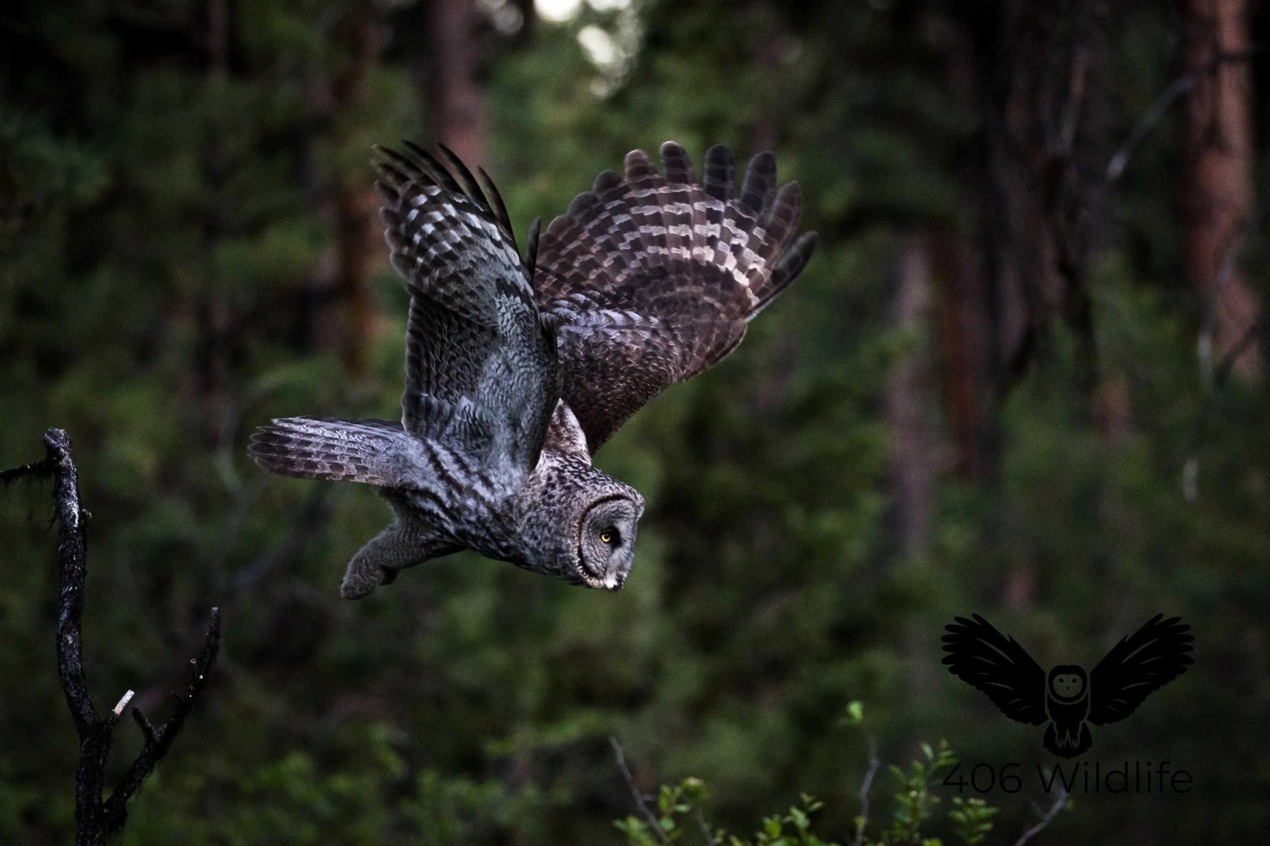 Evening Flight.jpg
