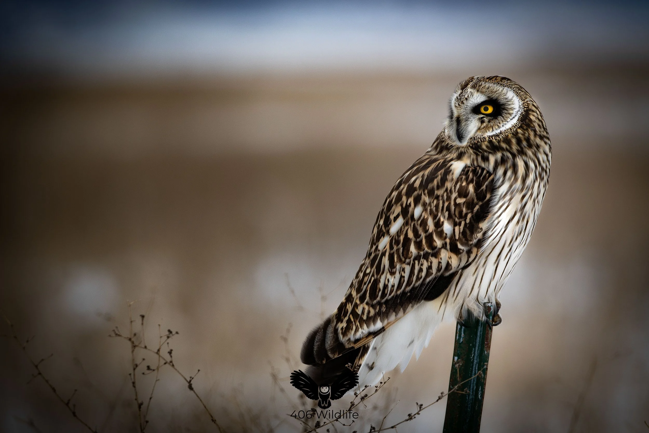 Short Eared Owl Post.jpg
