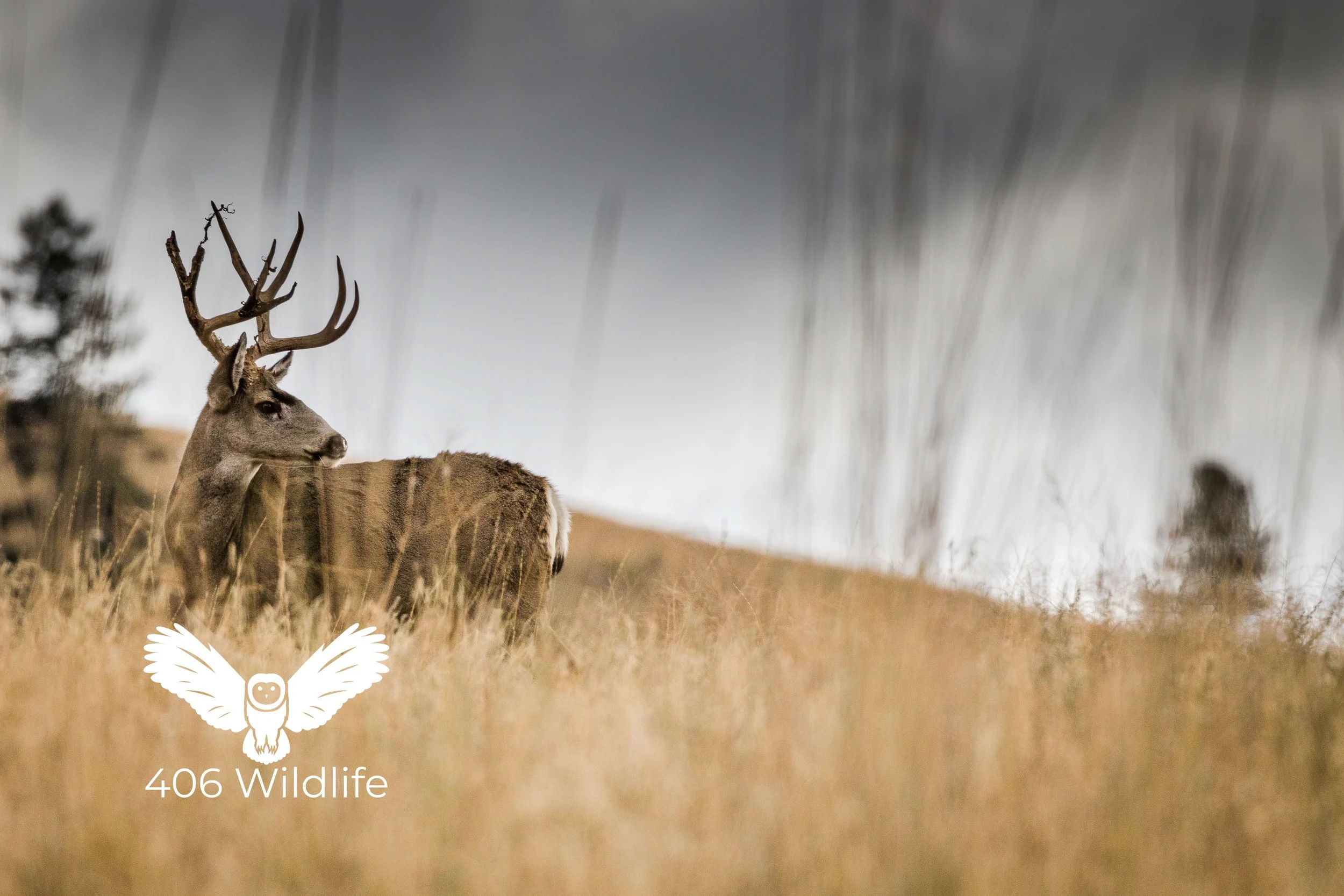 Battle Scared Muley.jpg