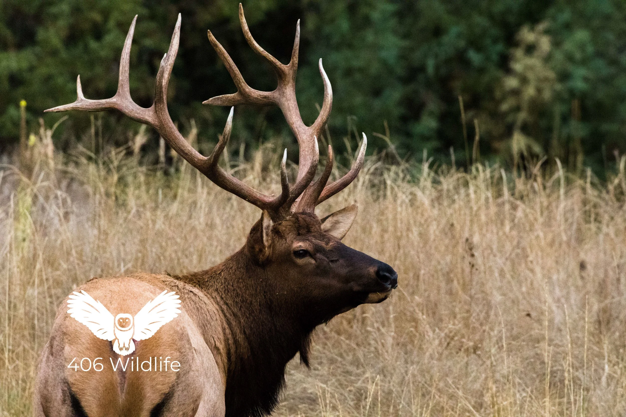 Breakpoint Bull.jpg