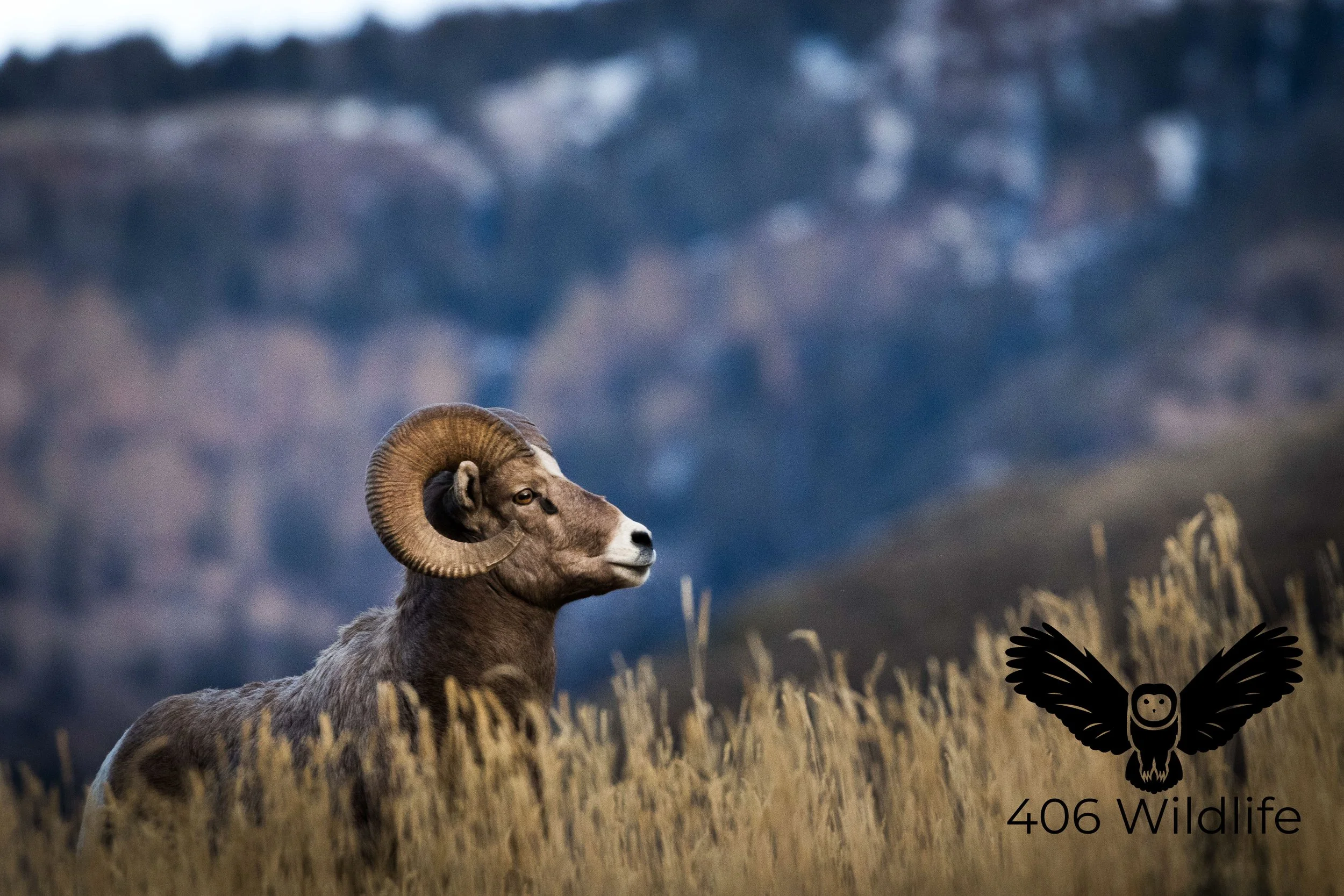 Rocky Mountain Contrast.jpg