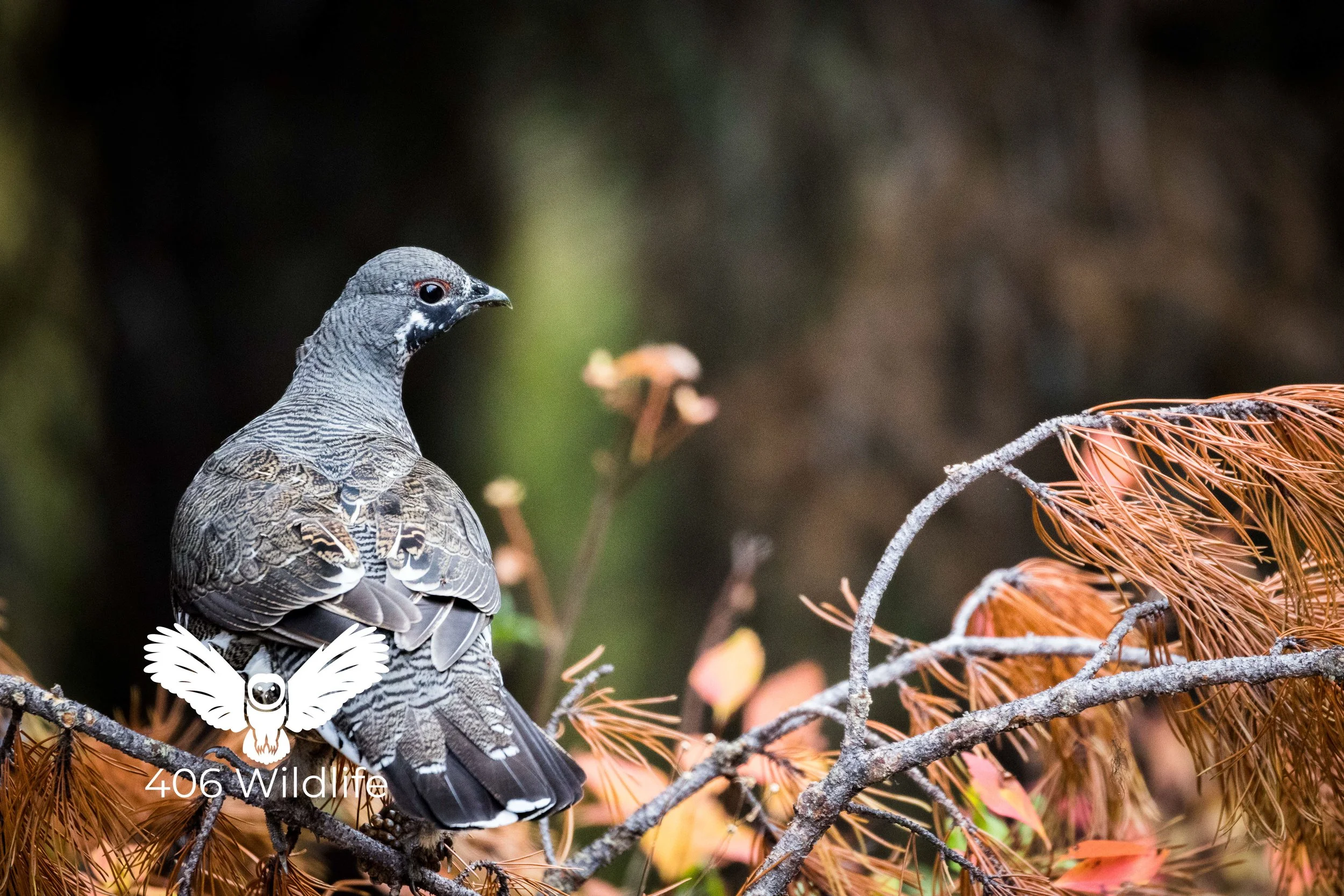 Fall Grouse.jpg