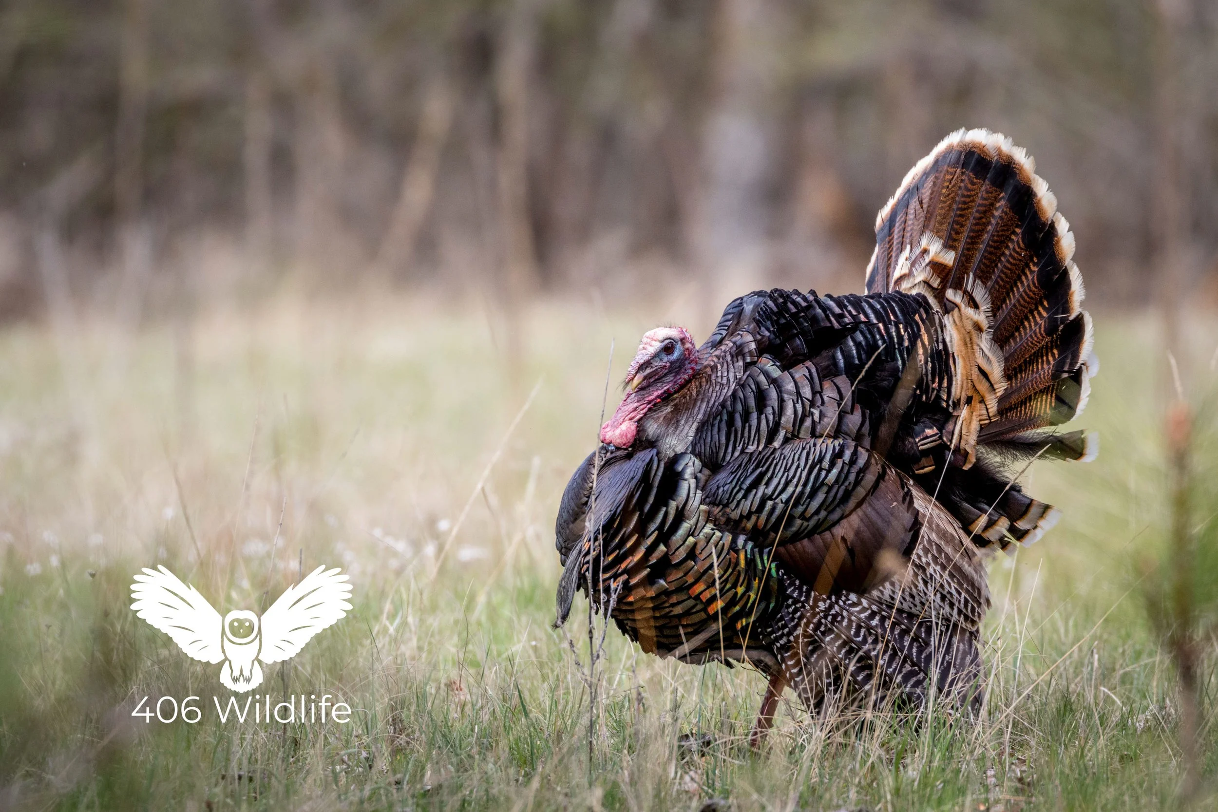 Springtime Strut.jpg