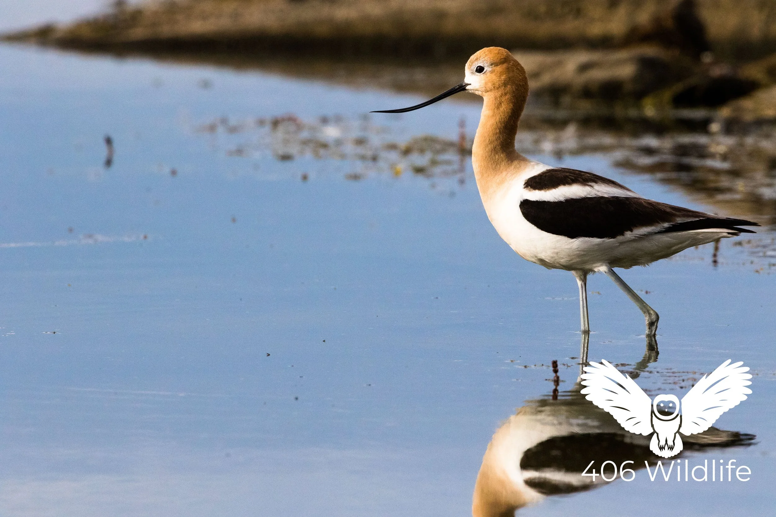 Wading Reflection.jpg