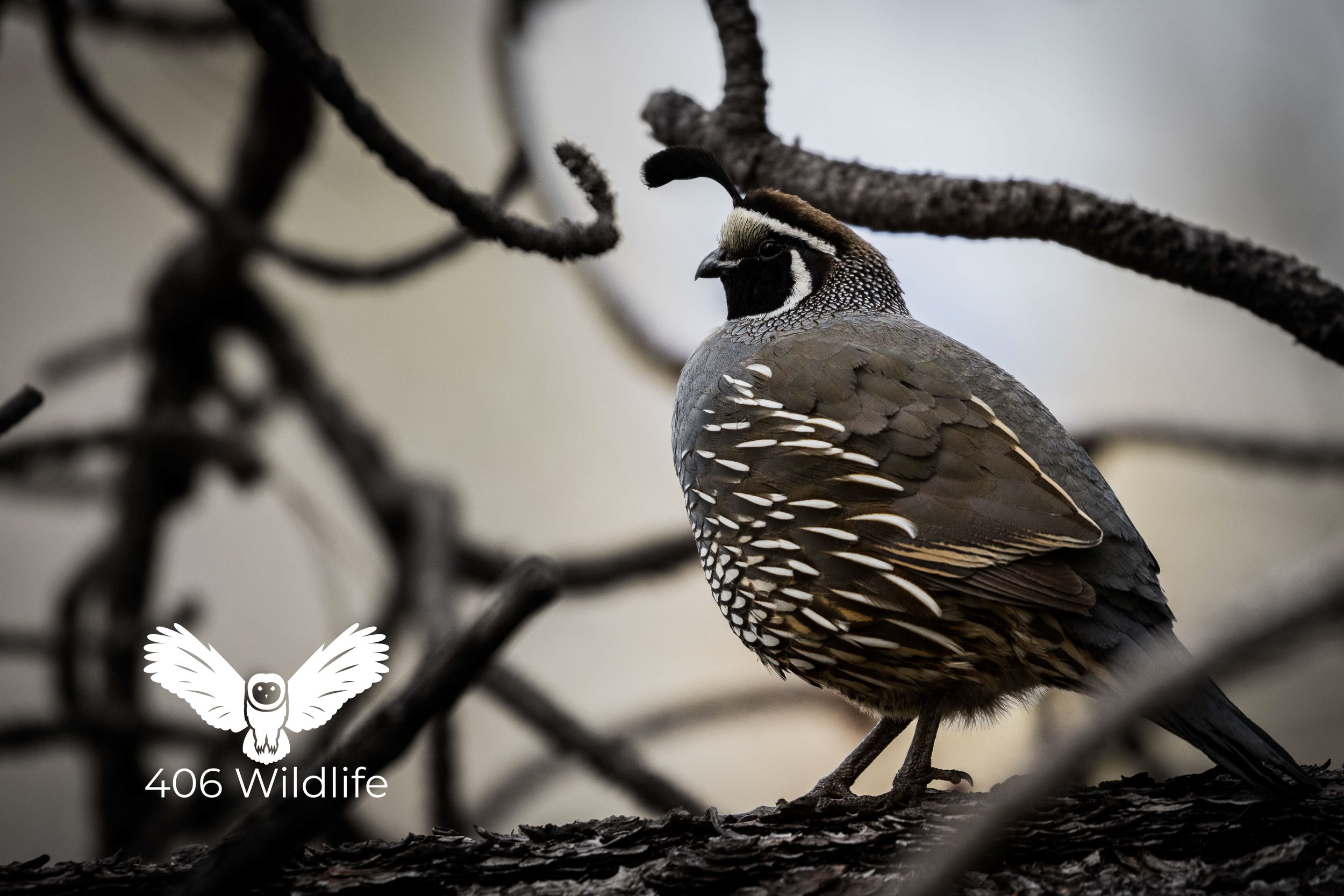 California Quail.jpg