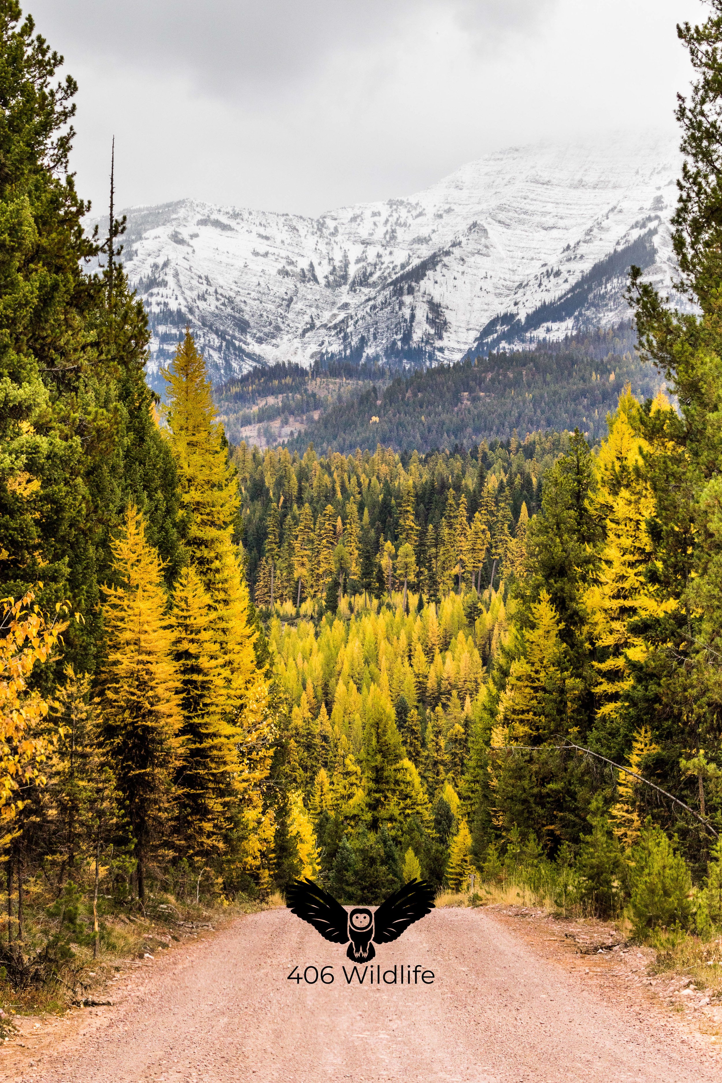 Larch Overload.jpg