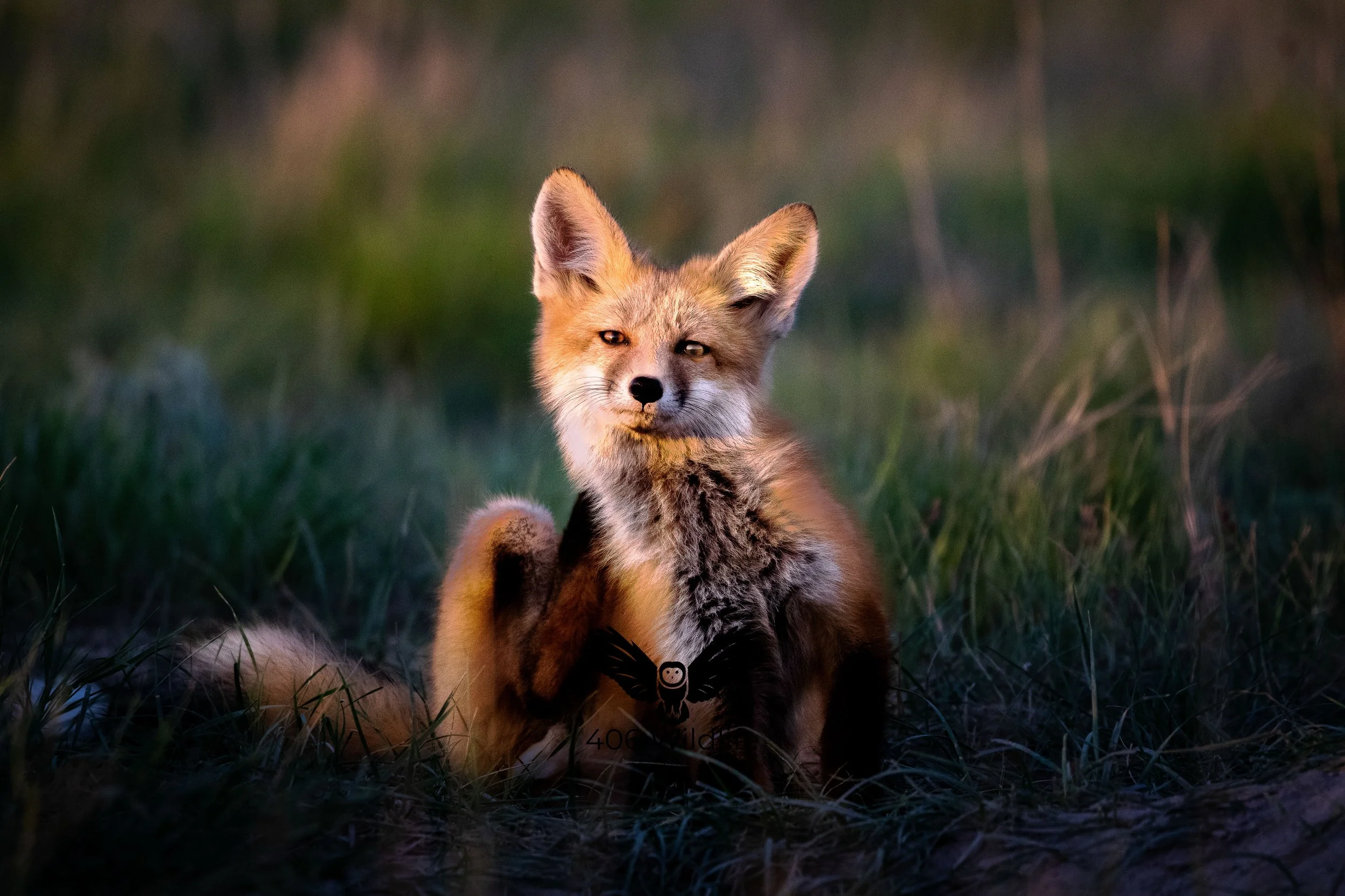 Fox Kit Itch.jpg