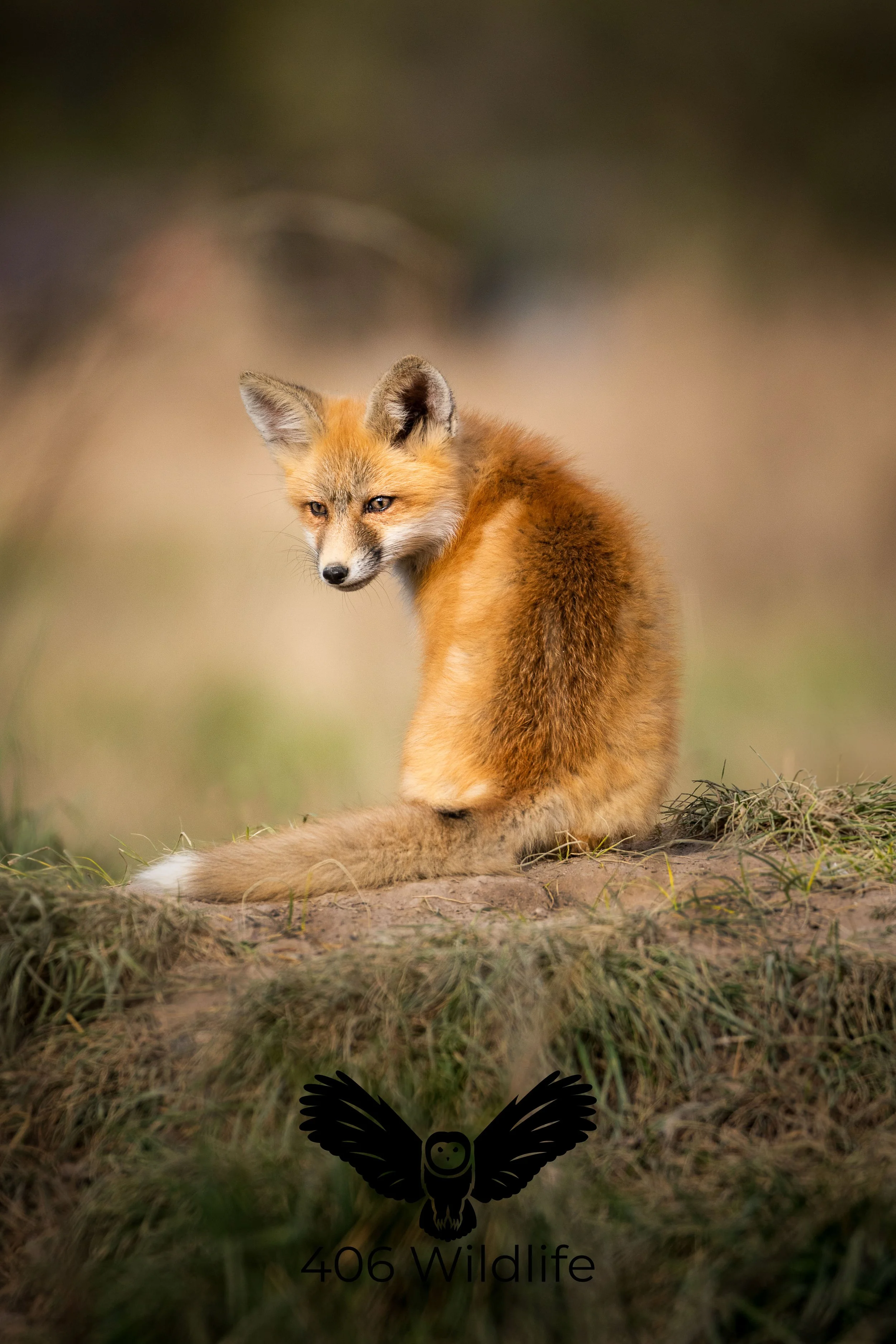 Fox Kit.jpg