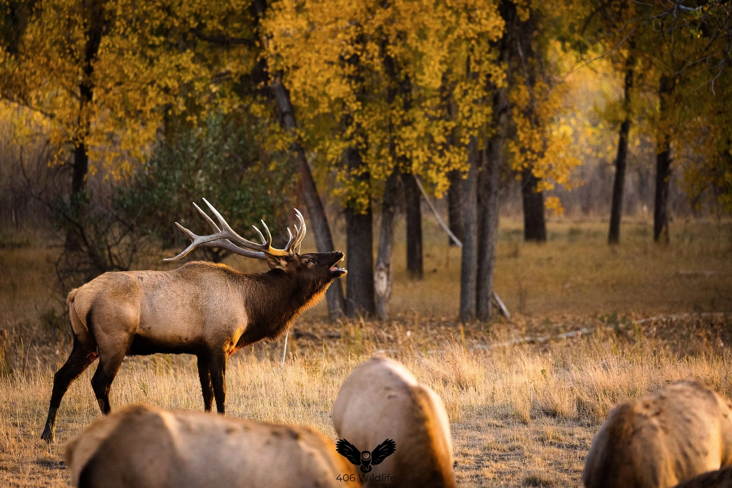 Lip Curl Website.jpg