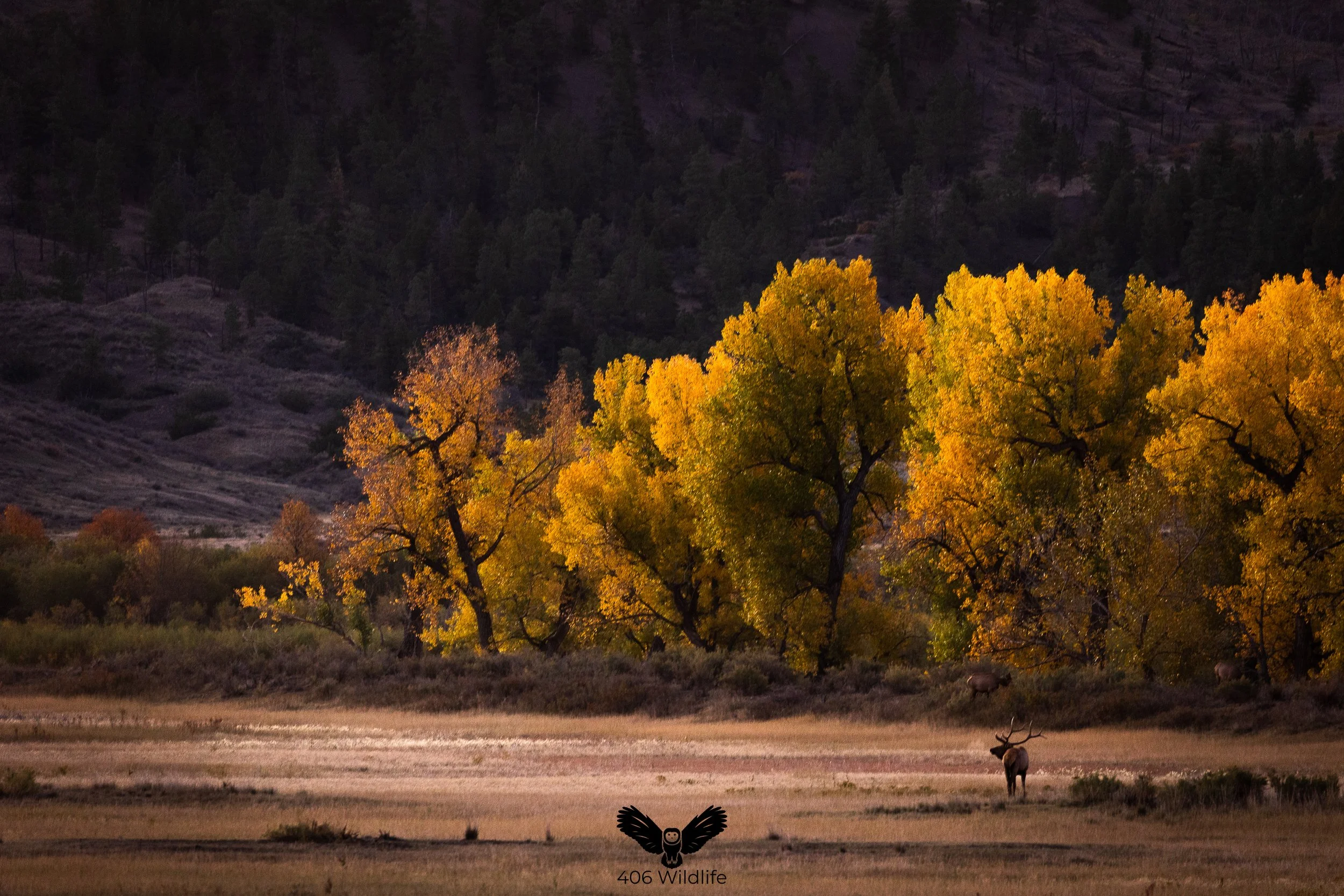 Morning in the Meadow.jpg
