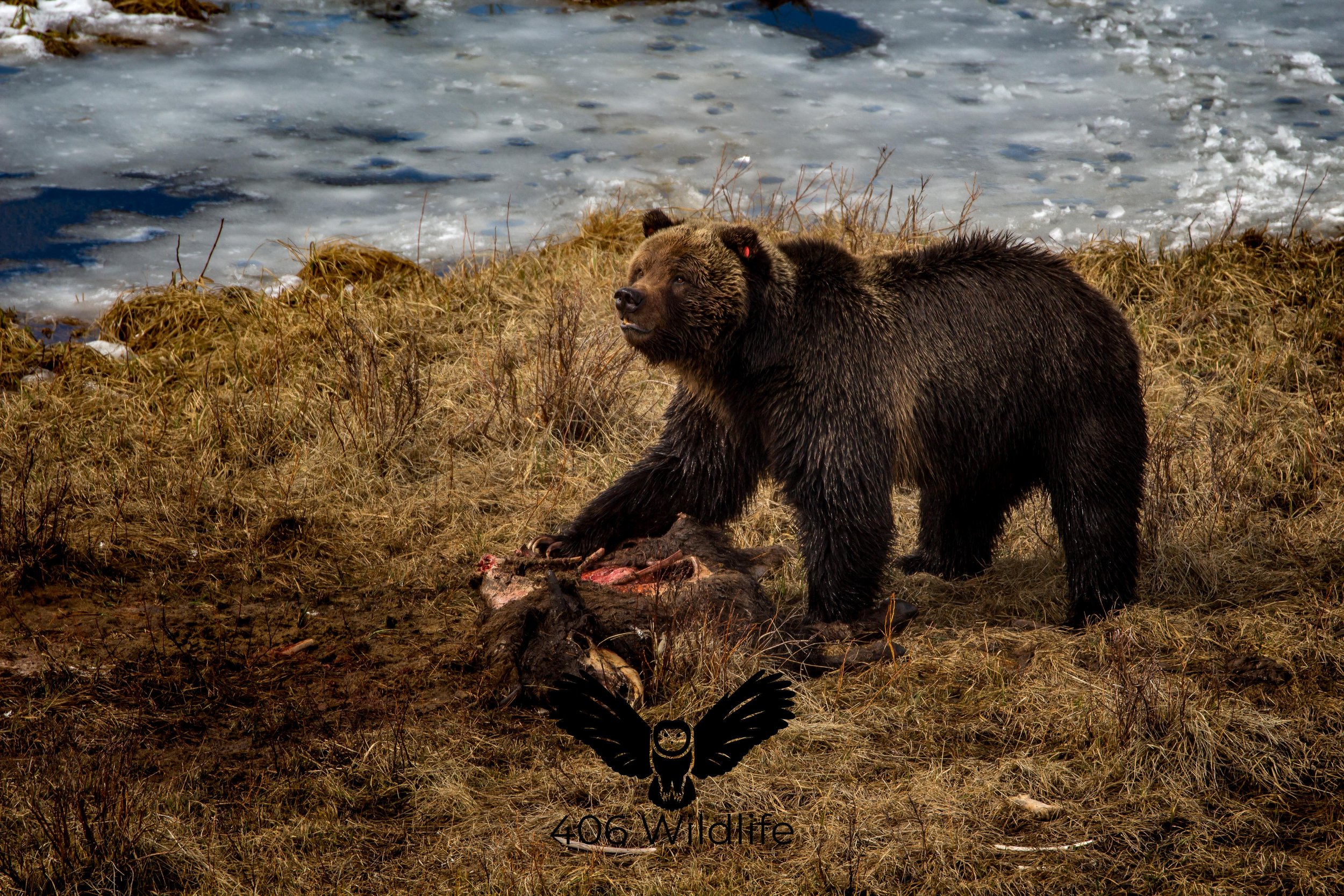 A Grizzly Meal