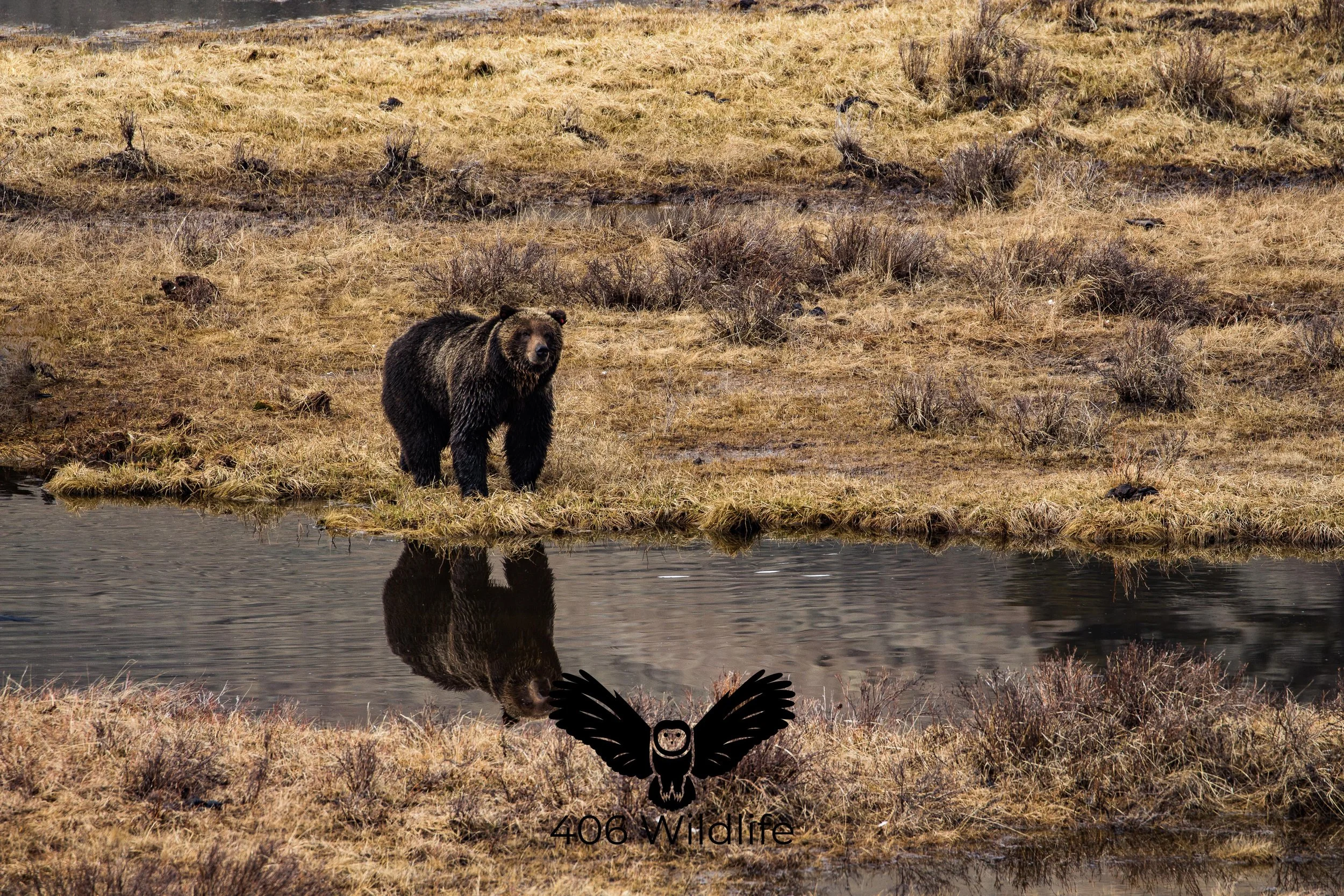 Grizzly Reflections