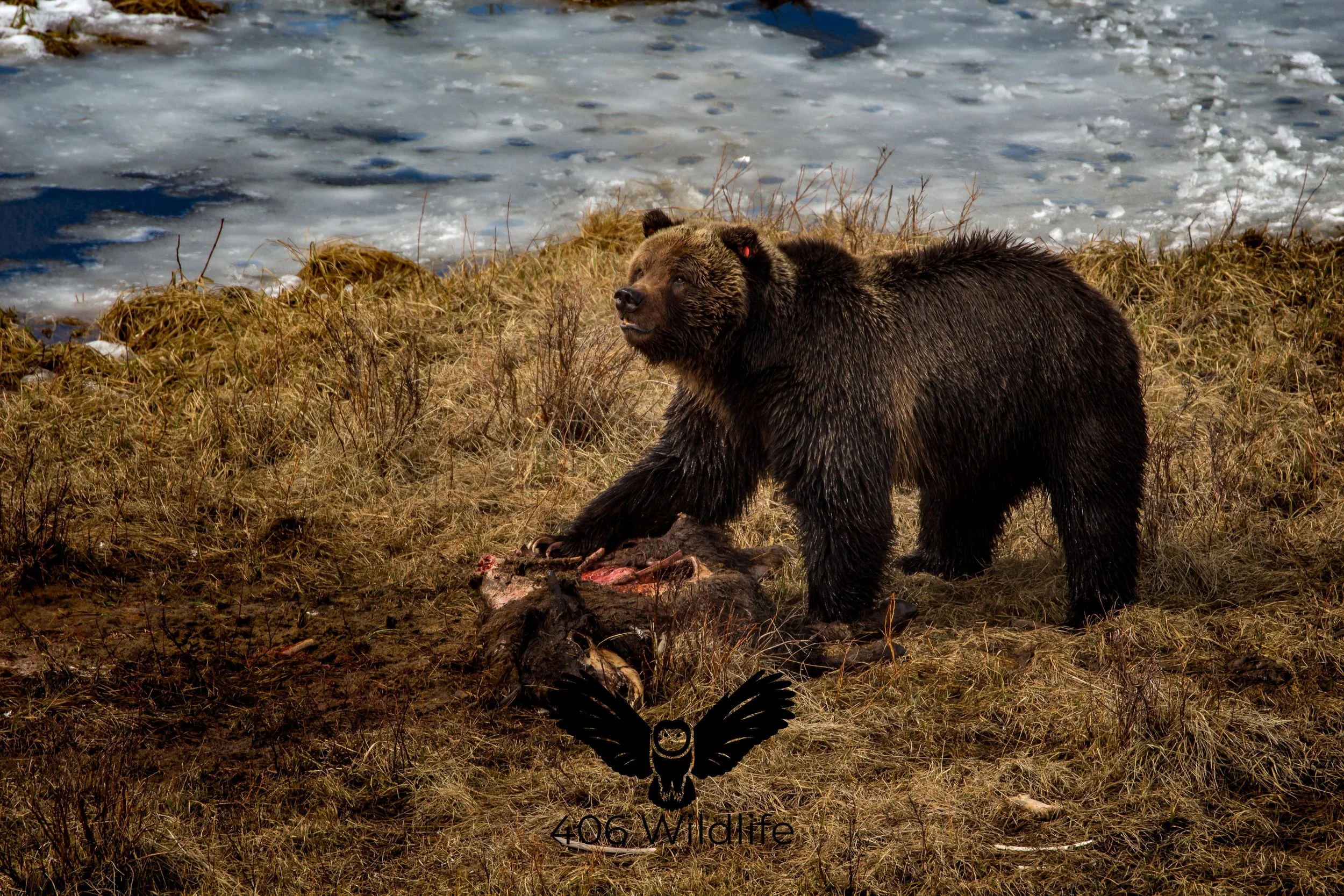 A Grizzly Meal_.jpg