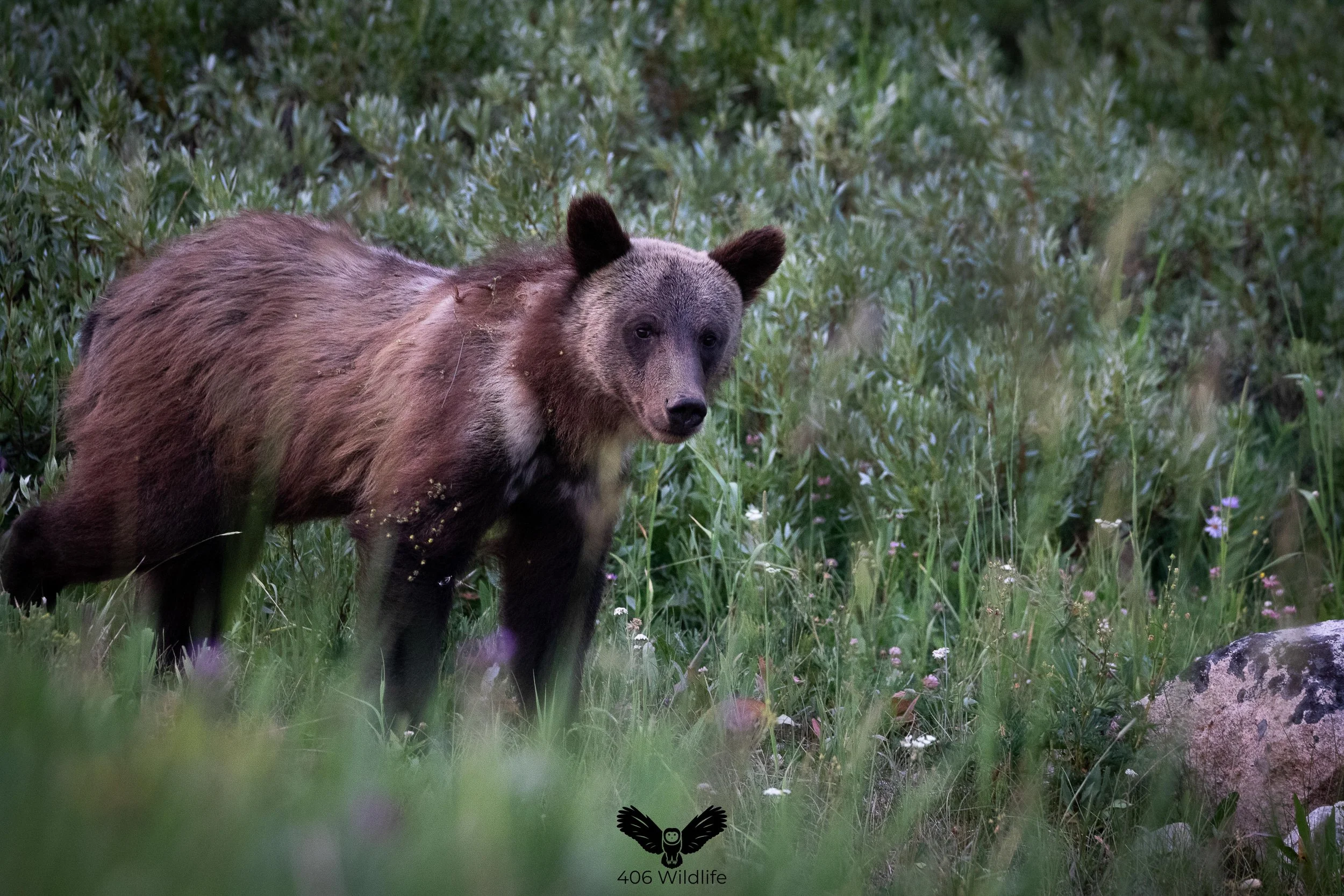 Curious Cub.jpg