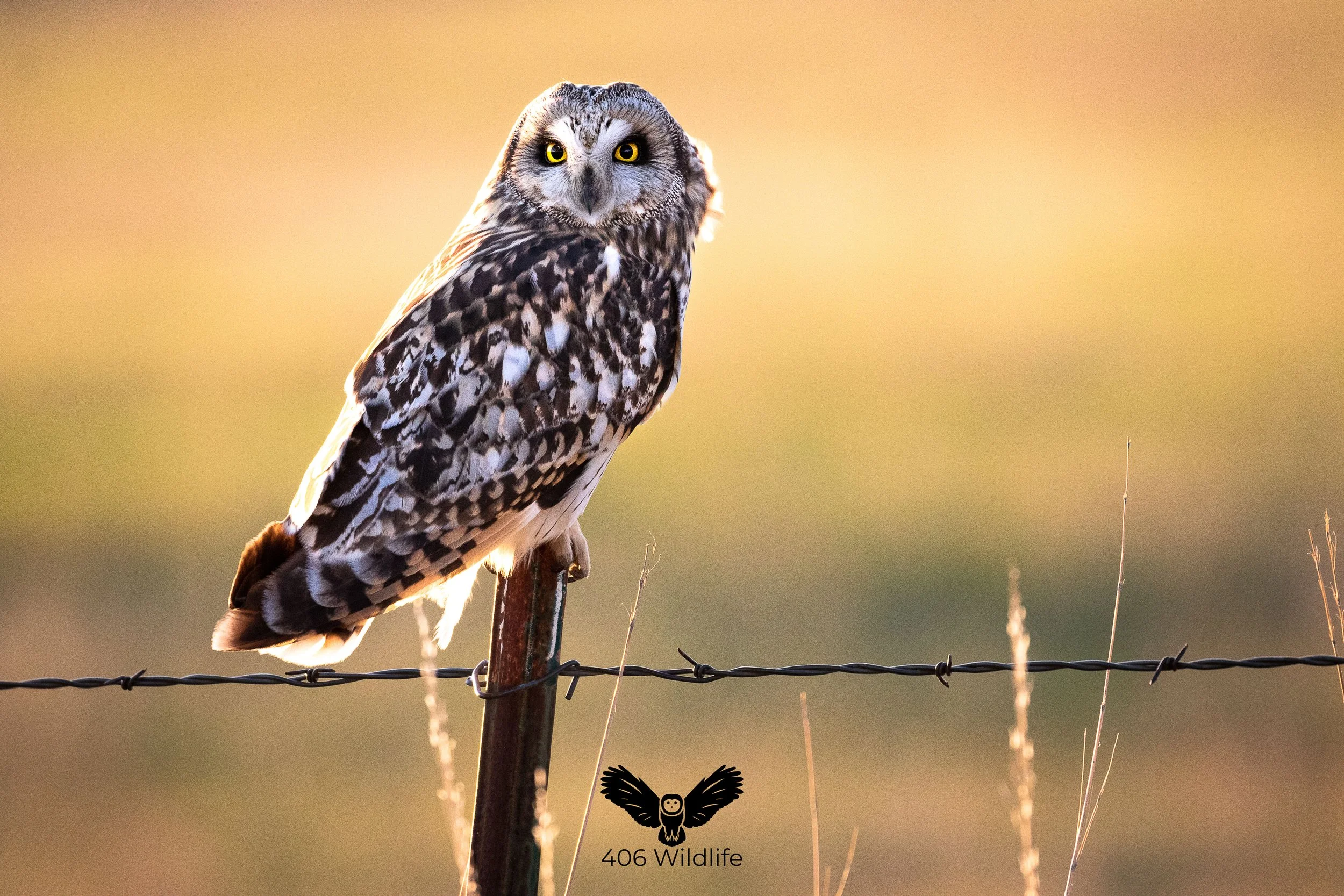 Short Eared Owl Glow.jpg