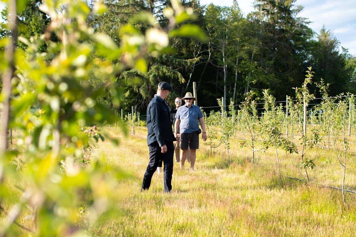 Walking through hop field of Persephone craft beer brewery