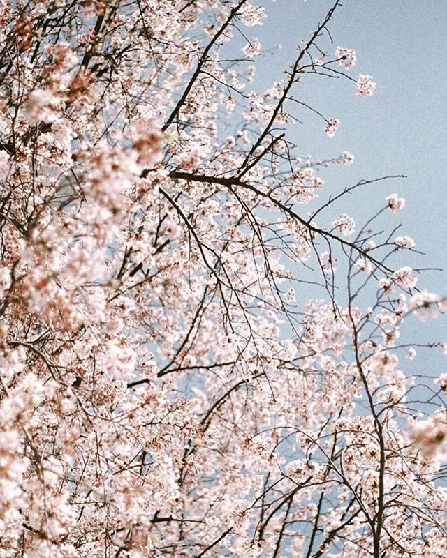 Japan is known as the land of the rising sun and for us represents a place with exceptional charm and breathtakingly rich history, where ancient traditions are effortlessly fused with modern life. 
Japan Travel Story up on the website. Link in Bio. 
