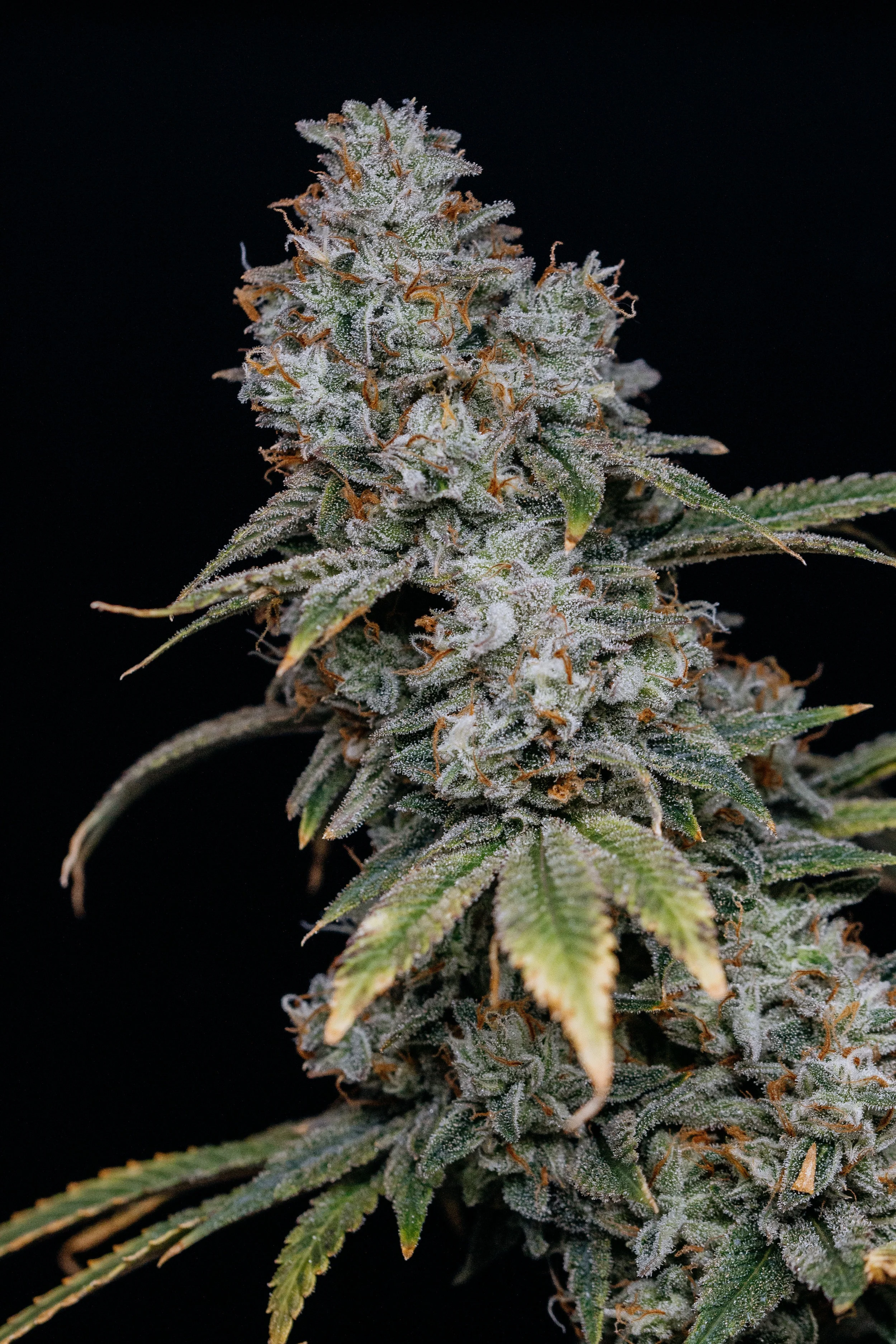 2-5-2019 f1 harvest-9856.jpg
