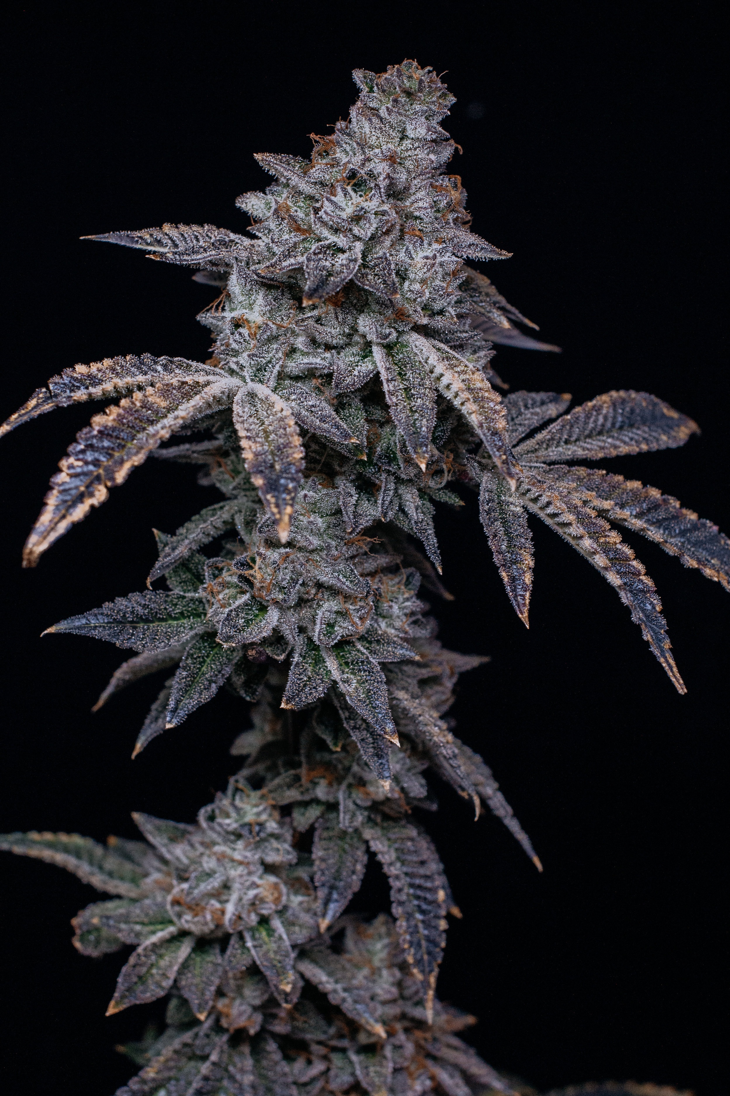 2-5-2019+f1+harvest-9823.jpg