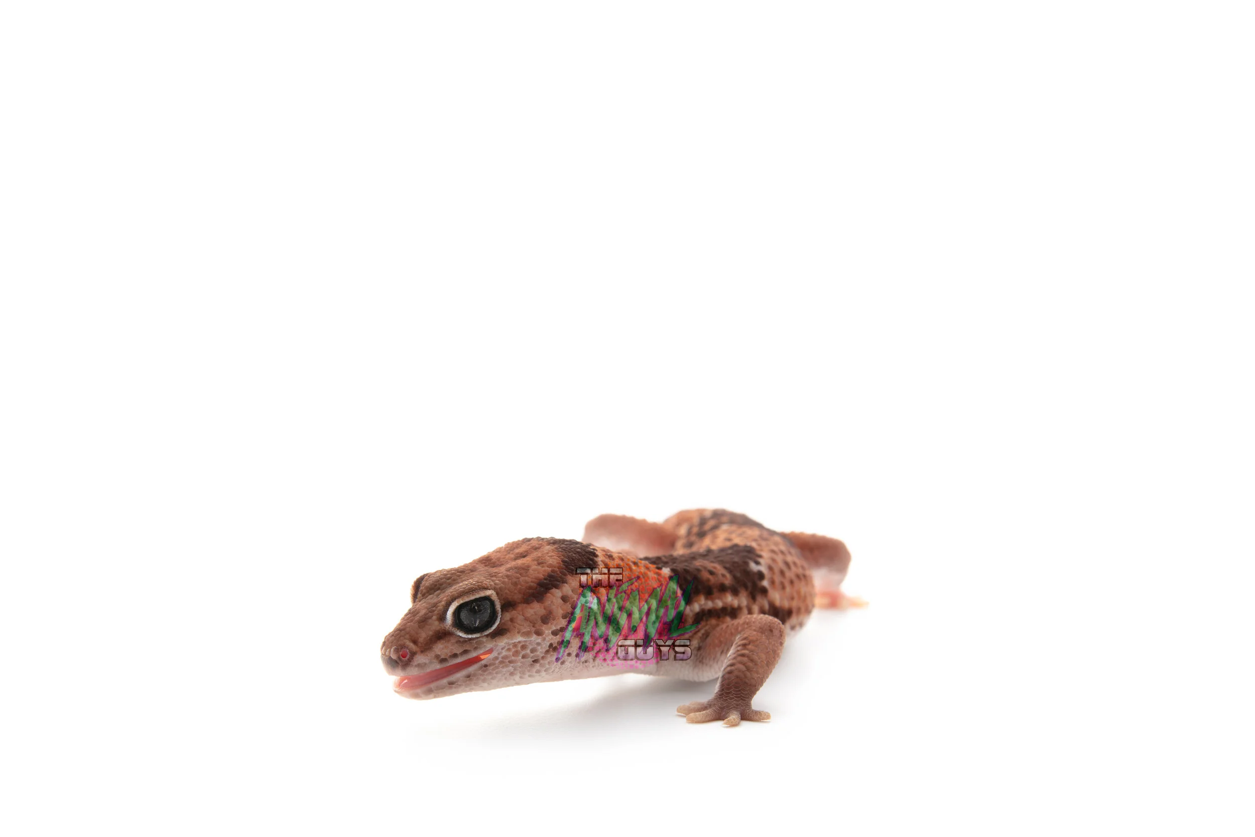 LEOPARDgecki.jpg