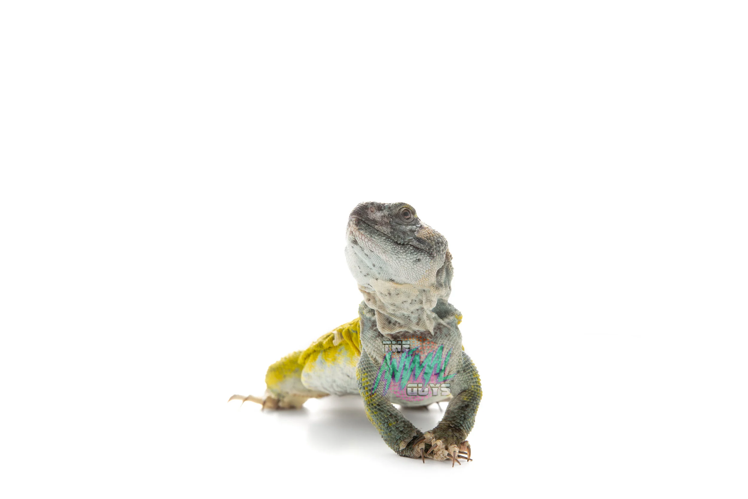 greenUROMASTYX.jpg