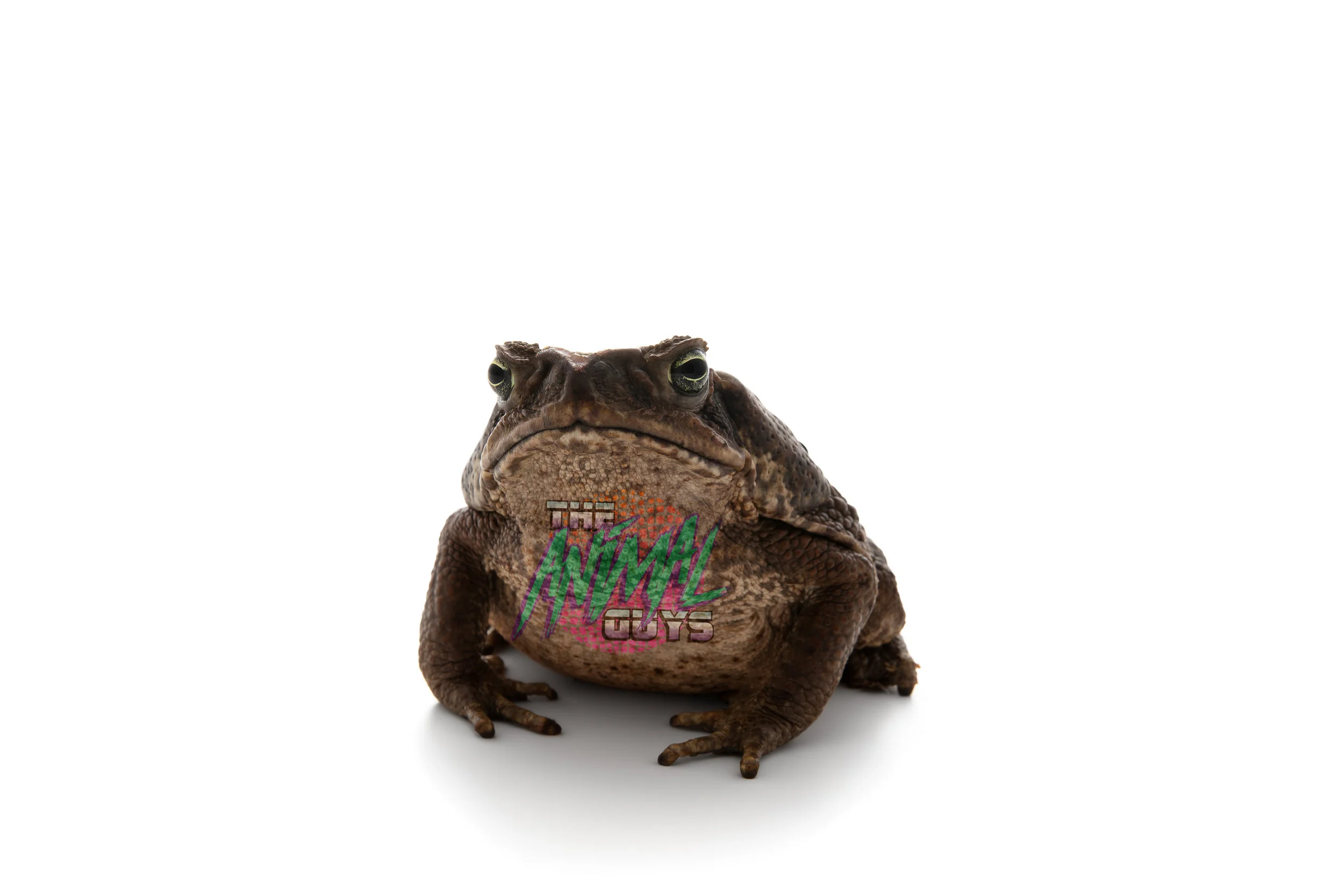 GIANTtoad.jpg