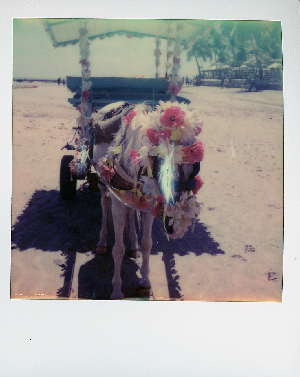 Donkey in Bahia