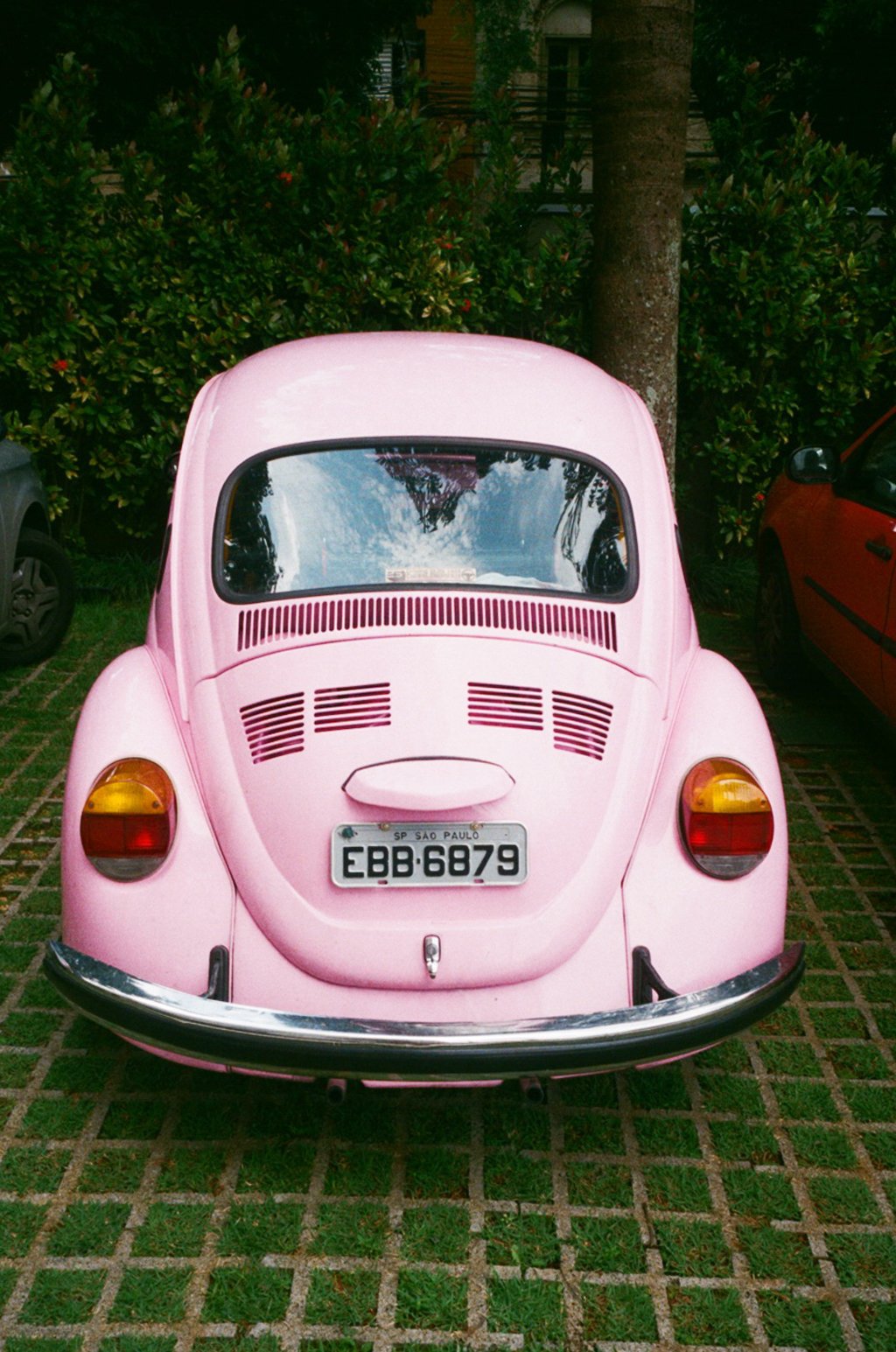  Pink Beetle in Sao Paulo - Brazll 