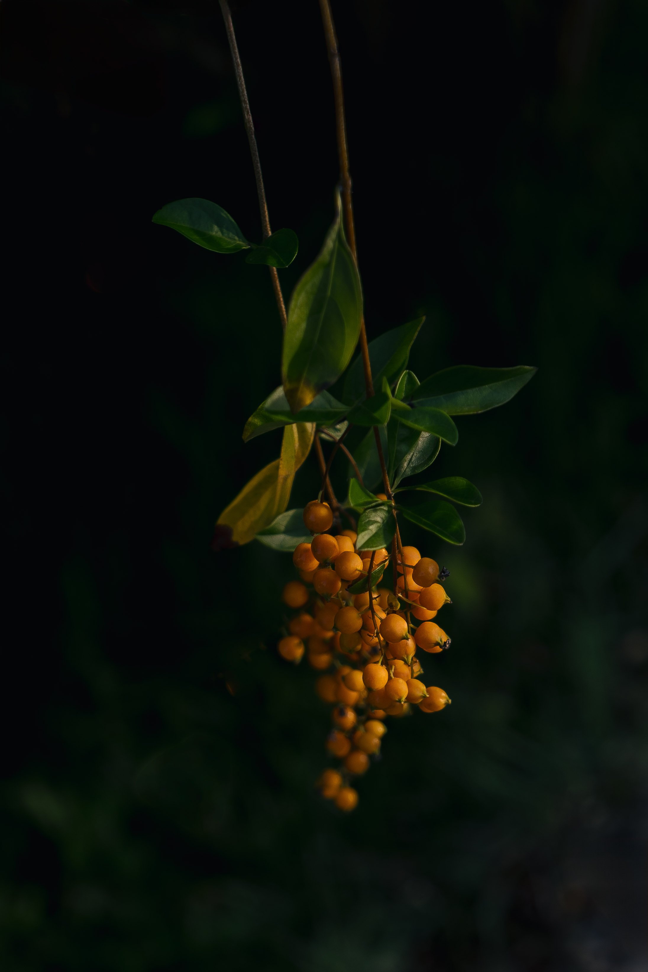 Siriguela - local fruit