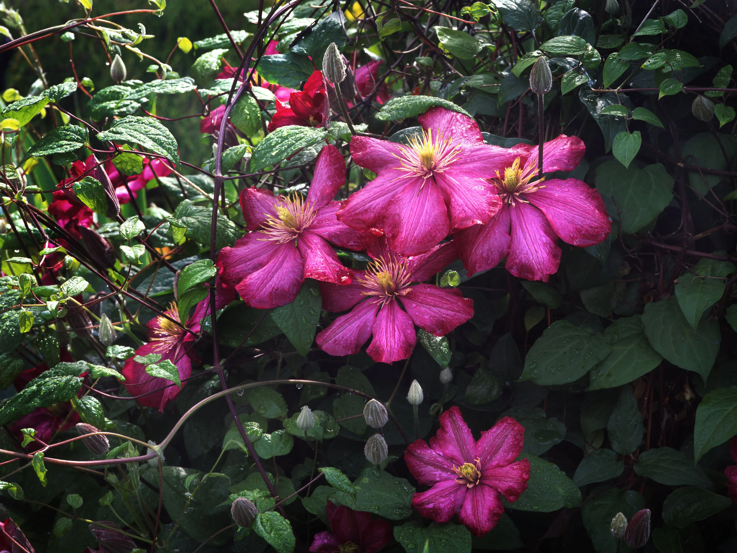 Clematis flowers, Schreiner's Gardens, Salem, Oregon