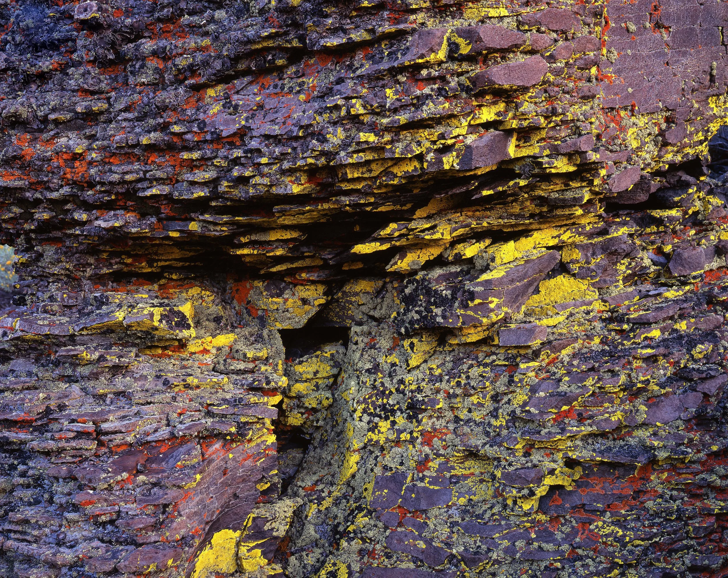 Lichen, Steens Mountains, Oregon