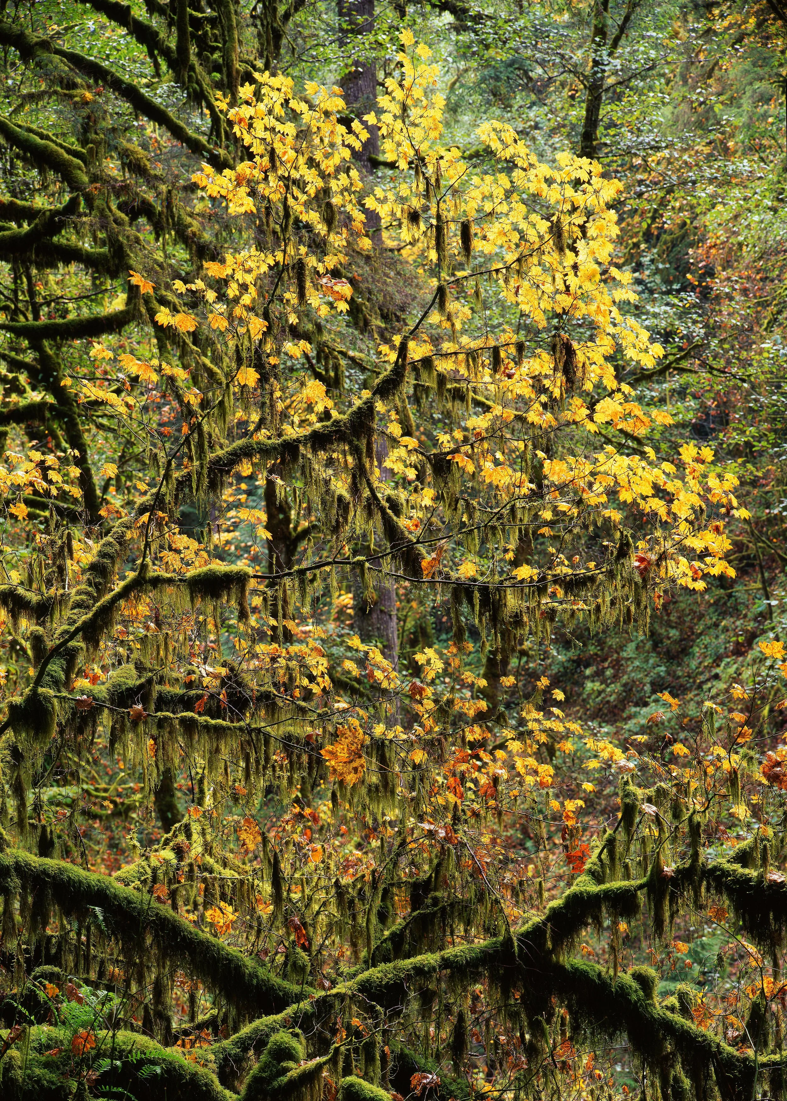 Maple Tree and Moss, Oregon