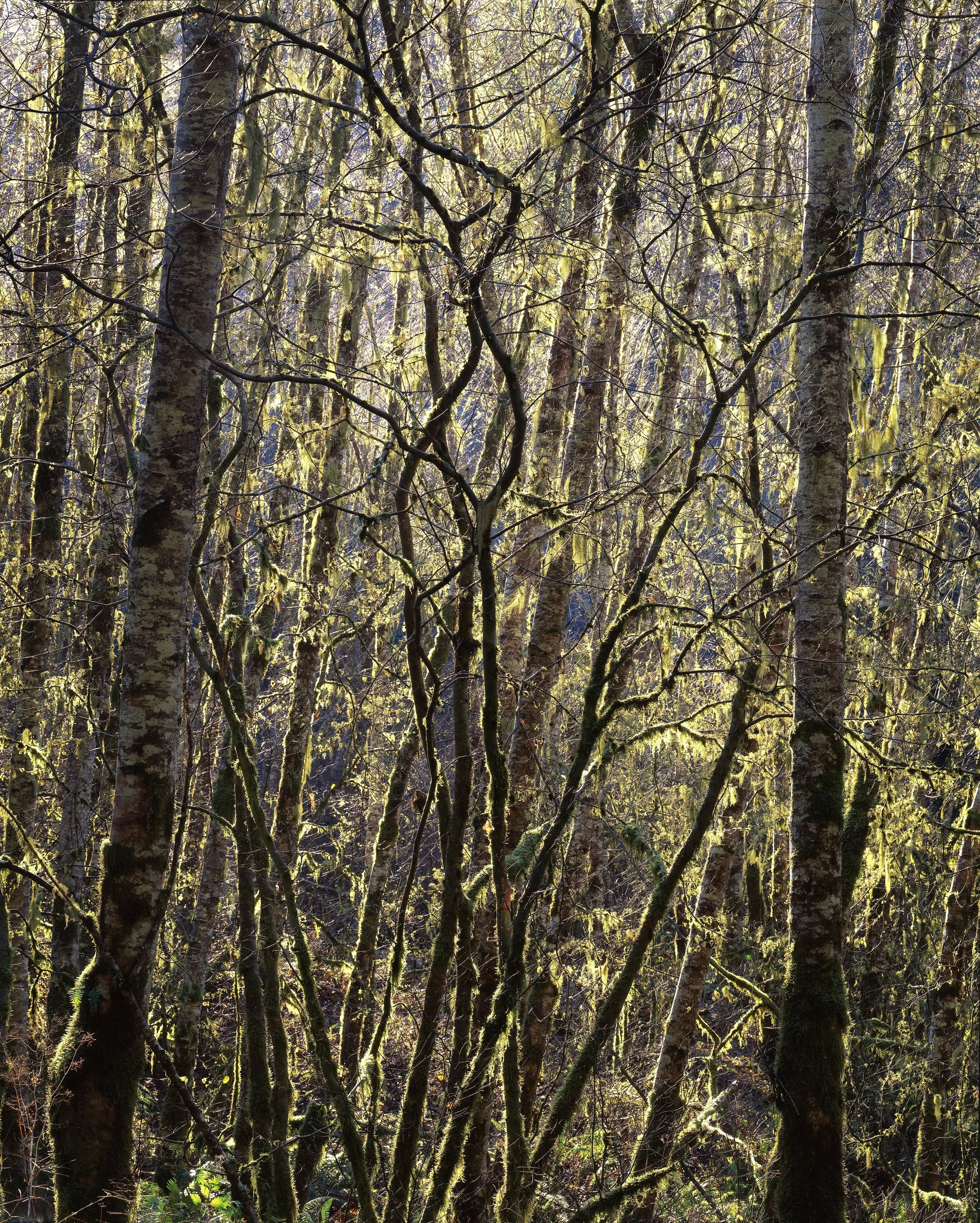 Tangled Trees, Scotts Mills, Oregon