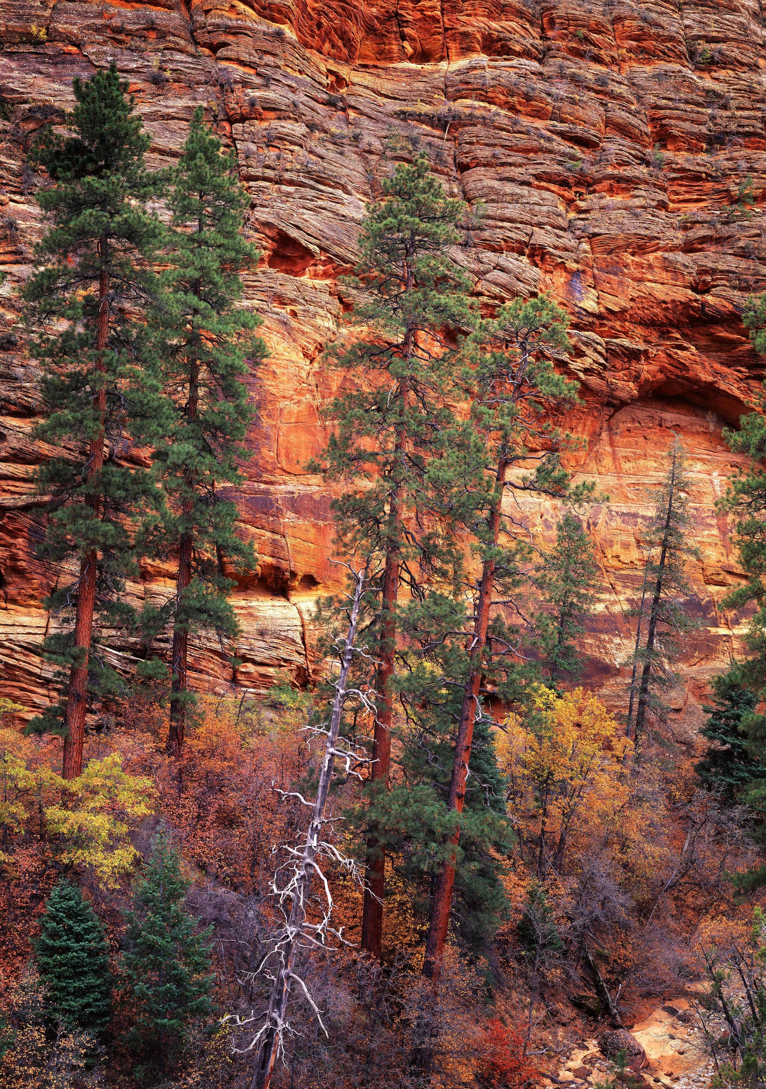 Trees in Zion, Utah