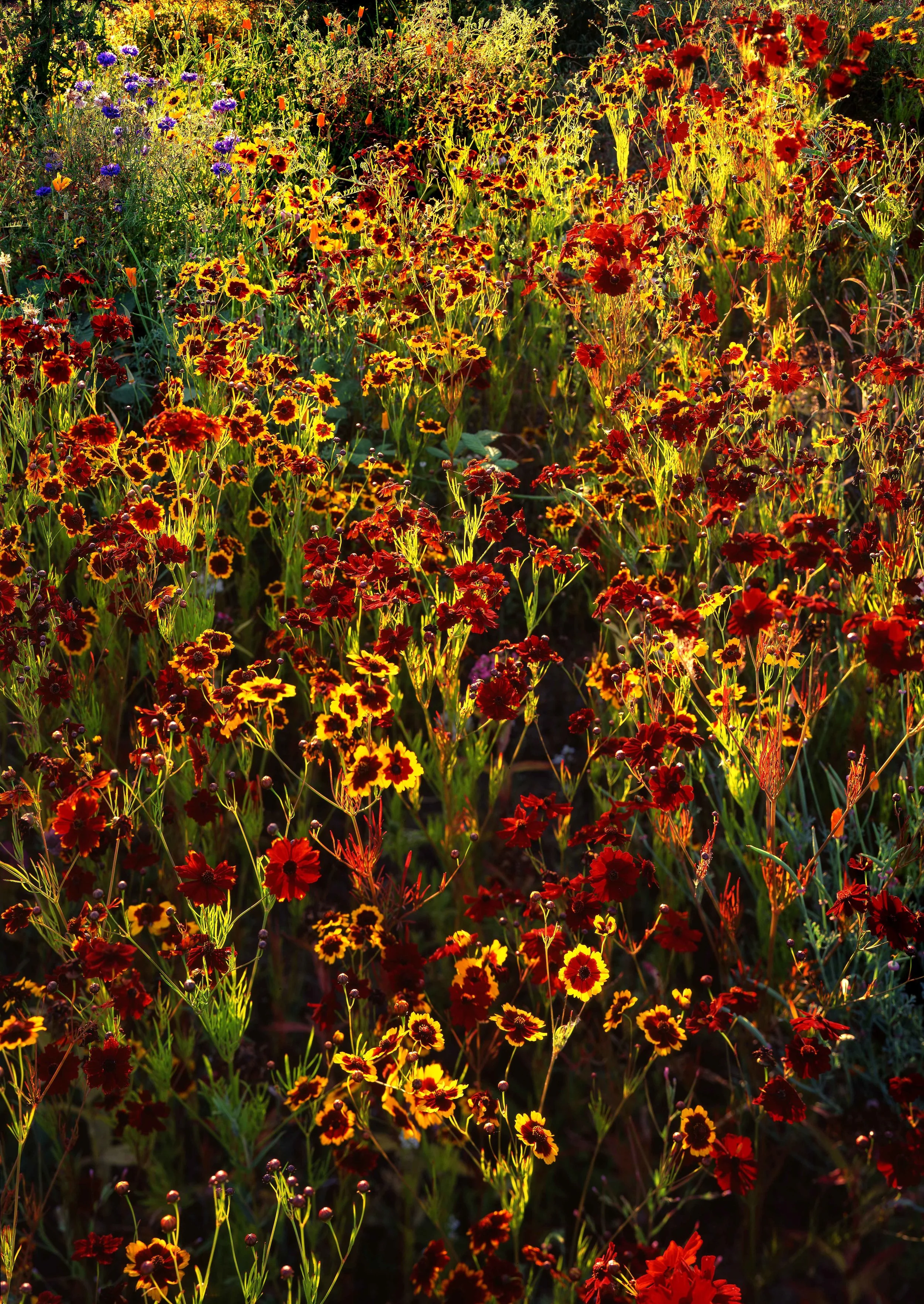 Wildflowers at Sunset, Oregon